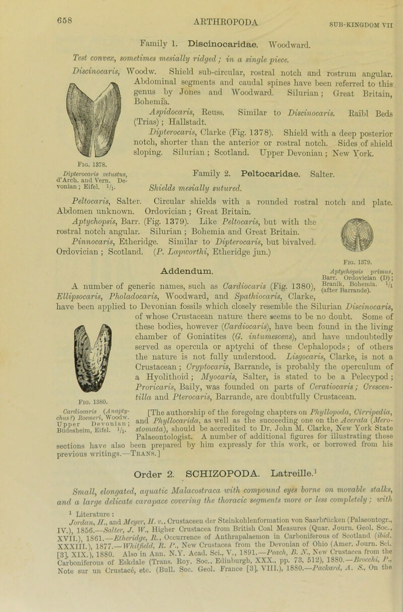 SÜB-KINGDOM VII Family 1. Discinocaridae. Woodward. Test convex, sometimes mesially ridged ; in a single piece. Disdnocaris, Woodw. Sliield sub-circular, rostral notcli and rostrum angular. caudal spines have been referred to tliis- Abdominal Segments and genus by Jones and Woodward. Silurian; Great Britain, Bohemia. Aspidocaris, Reuss. Similar to Disdnocaris. Raibl Beds (Trias); Hallstadt. Dipterocaris, Clarke (Fig. 1378). Shield witli a deep posterior notch, sliorter than tbe anterior or rostral notcli. Sides of sliield sloping. Silurian ; Scotland. Upper Devonian ; New York. Fig. 1S7S. Dipterocaris vetustus, Family 2. Peltocaridae. Salter. d’Arch. and Vern. De- vonian; Eifel. Vi- Shields mesially sutured. Peltocaris, Salter. Circular sbields witb a rounded rostral notcli and plate. Abdomen unknown. Ordovician ; Great Britain. Aptychopsis, Bari'. (Fig. 1379). Like Peltocaris, but witli the rostral notcli angular. Silurian ; Bohemia and Great Britain. Pinnocaris, Etheridge. Similar to Dipterocaris, but bivalved. Ordovician ; Scotland. (P. Lapworthi, Etheridge jun.) Fio. 1379. Addendum. Aptychopsis primvs, Barr. Ordovician (D); A number of generic names, such as Cardiocaris (Fig. 1380), ^fterBamnde)'3’ 1/1 Ellipsocaris, Pholadocaris, Woodward, and Spathiocaris, Clarke, have been applied to Devonian fossils wliich closely resemble the Silurian Disdnocaris, of whose Crustacean nature there seems to be no doubt. Some of these bodies, however (Cardiocaris), have been found in the living chamber of Goniatites ((?. intumescens), and have undoubtedly served as opercula or aptychi of these Cephalopods; of otliers the nature is not fully understood. Lisgocaris, Clarke, is not a Crustacean; Gryptocaris, Barrande, is probably the operculum of a Hvolithoid; Myocaris, Salter, is stated to be a Pelecypod; Proricaris, Baily, was founded on parts of Geratiocaris; Crescen- tilla and Pterocaris, Barrande, are doubtfully Crustacean. Cardiocaris (Anapty- [The autliorsliip of the foregoing chapters on Phyllopoda, Cirripedia, UpSpe^™D^ vonian- and Phyllocarida, as well as the succeeding one on th e Acer ata (Mcro- Bifdesheim, Eifel. i/x. ’ stomata), sliould be accredited to Dr. John M. Clarke, New York State Palaeontologist. A number of additional iigures for illustrating these sections have also been prepared by him expressly for tliis wolle, or borrowed from liis previous writings.—Tiians.] Fio. 1380. Order 2. SCHIZOPODA. Latreille.1 Small, elongated, aquatic Malacostraca witli compound eyes borne on movable stallcs, and a large delicate carapace covering the thoracic Segments more or less completely ; witli 1 Literature: Jordan, II., and Meyer, //. v., Crustaceen der Steinkohlenformation von Saarbrücken (Palaeontogr., IV.), 1856.' Salter, J. W., Higher Crustacea from British Coal Measures (Quar. Jouru. Geol. Soc., XVII.), 1861. Etheridge, 11., Occurrence of Anthrapalaemon in C'arboniferons of Scotland (tbid. XXxil’l ) 1877. Whitßdd, R. P., New Crustacea from tbe Devonian of Oliio (Amer. Journ. Sei. [31 XIX.)’, 1880. Also in Ami. N.Y. Acad. Sei., V., 1891.— Peach, B. N., New Crustacea from the Carboniferous of Eskdale (Trans. Roy. Soc., Edinburgh, XXX., pp. 73, 512), 1880.— Brocchi, P„ Note sur un Crustace, etc. (Bull. Soc. Geol. France [3], VIII.), 1880. Packard, A. S., On t io