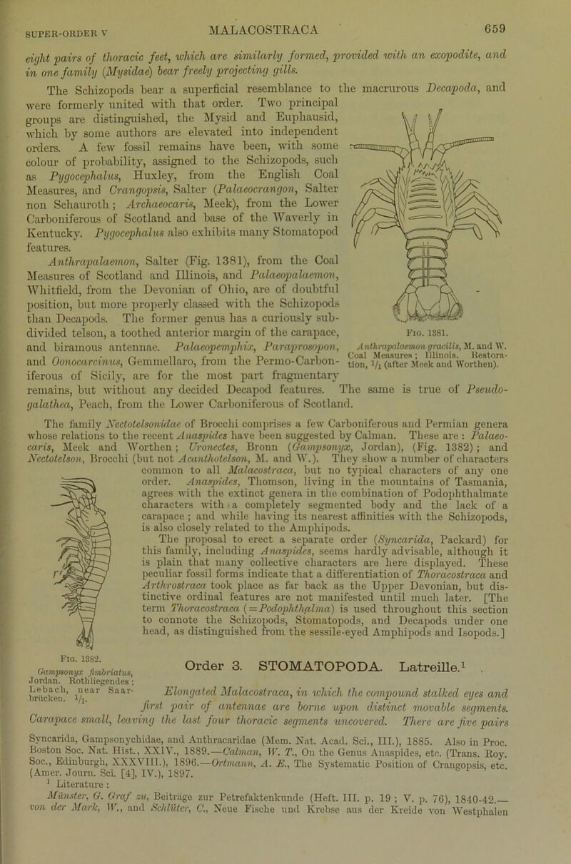 eight pairs of thoracic feet, which are similarly forvied, providecl with an exopodite, and in one family (Mysidae) hear freely projccting gills. The Schizopods bear a superficial resemblanee to the macrurous Decapoda, and were formerly United with that Order. Two principal groups are distinguislied, the Mysid and Euphausid, which by some autliors are elevated into independent Orders. A few fossil remains liave been, witli some colour of probability, assigned to the Schizopods, such as Pygocephalus, Huxley, from the English Coal Measures, and Grangopsis, Salter (Palaeocrangon, Salter non Schauroth; Archaeocaris, Meek), from the Lower Carboniferous of Scotland and base of the Waverly in Kentucky. Pygocephalus also exhibits many Stomatopod features. Anthrapalaemon, Salter (Fig. 1381), from the Coal Measures of Scotland and Illinois, and Palaeopalacmon, Whitfield, from the Devonian of Ohio, are of doubtful Position, but more properly clasaed with the Schizopods than Decapods. The former genus has a curiously sub- divided telson, a toothed anterior margiu of the carapace, and biramous antennae. Palaeo-pemphix, Paraprosopon, A nthrapalaemon gratilis, M. and W. and Oonocarcmus, Gemmellaro, from the Rermo-Carbon- tion, i/i (after Meek and Worthen). iferous of Sicily, are for the most part fragmentary remains, but without any decided Decapod features. The same is true of Pseudo- galathea, Peach, from the Lower Carboniferous of Scotland. The family Ncctolelsonidac of Brocchi comprises a few Carboniferous and Permian genera whose relations to the recent Anaspides have been suggested by Cabnan. These are : Palaeo- caris, Meek and Worthen; Uronccles, Bronn (Gampsonyx, Jordan), (Fig. 1382) ; and Nectotclson, Brocchi (but not Acanthotelson, M. and W.). They show a number of characters common to all Malacoslraca, but no typical characters of any one order. Anaspides, Thomson, living in the mountains of Tasmania, agrees with the extinct genera in the combination of Podophthalmate characters with a eompletely segmonted body and the lack of a carapace ; and while liaving its nearest affinities with the Schizopods, is also closely related to the Amphipods. The proposal to ereet a separate order (Syncarida, Packard) for tliis family, including Anaspides, seems hardly advisable, although it is plain that many collective characters are here displayed. These peculiar fossil forms indicate that a differentiation of Thoracostraca and Arthrostram toolc place as far back as the Upper Devonian, but dis- tinctive ordinal features are not manifested until much later. [The term Thoracostraca {= Podophthahna) is used througliout tliis section to connote the Schizopods, Stomatopods, and Decapods under one head, as distinguislied from the sessile-eyed Amphipods and Isopods.] fimbna,us, °rder 3‘ STOMATOPODA. Latreüled . Jordan. Roth liegendes; brücken'’ 1/ear Saar' Elongated Malacostraca, in which the compound stalJced eyes and first pair of antennae are borne upon distinct movable segmmts. Carapace small, leaving the last four thoracic Segments uncovered. There are five pairs Syncarida, Gampsonycliidae, and Anthracaridae (Mem. Nat. Acad. Sei., III.), 1885. Also in Proc. Boston Soc. Nat. Hist., XXIV., 1889.—Cabnan, \V. T., Ou the Genus Anaspides, etc. (Trans. Roy Soc., Edinburgh, XXXVIII.), 1896.—Ortmann, A. E„ The Systematic Position of Grangopsis, etc (Amer. Journ. Sei. [4], IV.), 1897. 1 Literature : Münster, G. Graf zu, Beiträge zur Petrefaktenkunde (Heft. III. p. 19 ; V. p. 76), 1840-42. von der Mark, W., and Schlüter, C., Neue Fische und Krebse aus der Kreide von Westphalen