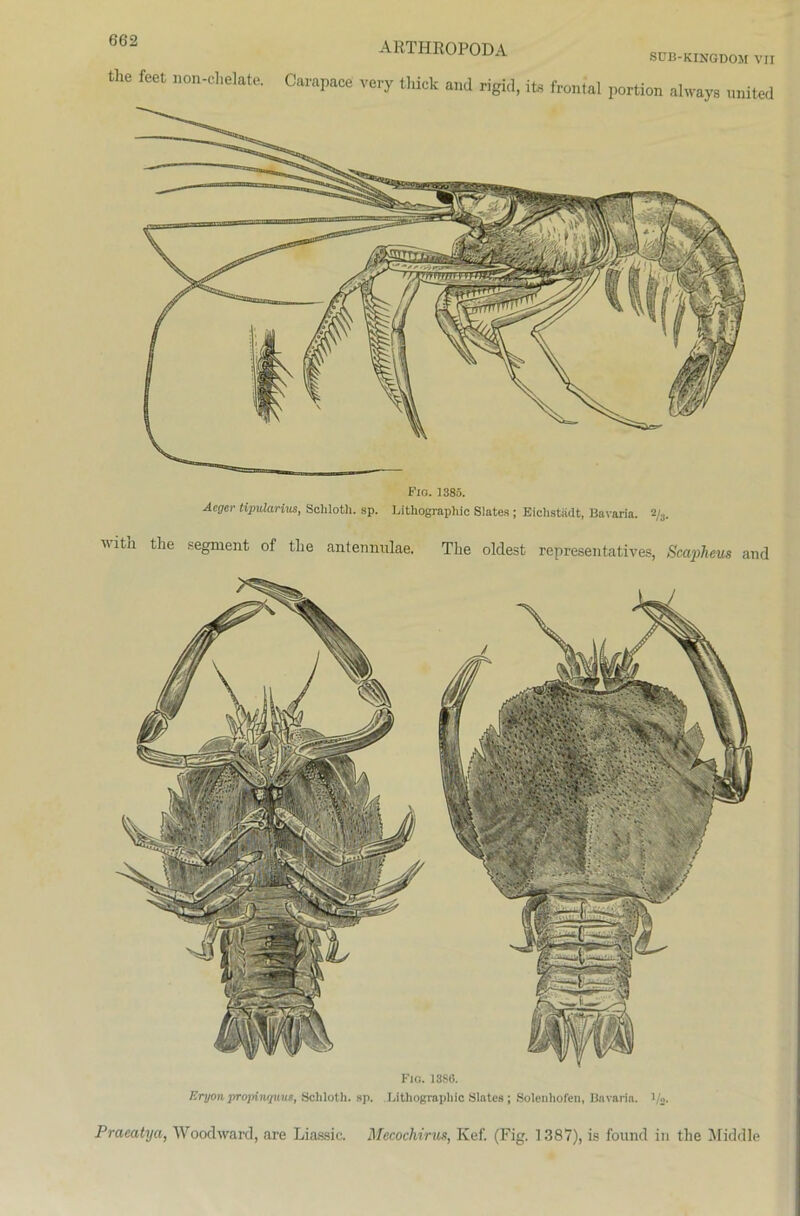 SÜB-KINGDOM VII the feet non-chelate. Carapace very thick and rigid, ite frontal portion always united Fio. 1385. Aeger tipularius, Schloth. sp. Lithographie Slates ; Eichstädt, Bavaria. 2/3, ivitn the segnient of tlie antennidae. The oldest representatives, Scaphcus and FlO. 1380. Eryonpropiiisjuus, Schloth. sp. Lithographie Slates; Solenhofen, Bavaria. i/2. Pracatya, Woodward, are Liassic. Mecochirus, Kef. (Fig. 1387), is found in the Middle