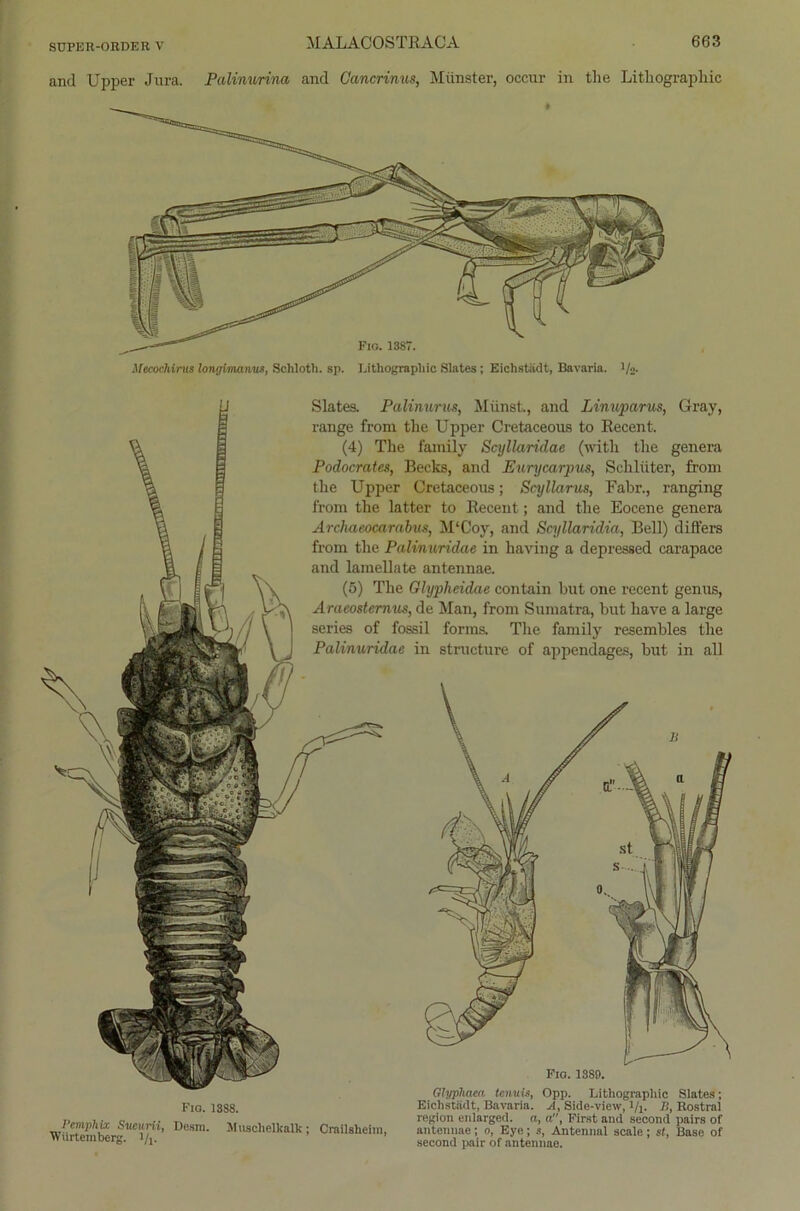 and Upper Jura. Palinunna and Cancrinus, Münster, occur in the Lithographie Mecochirus longimanus, Sclilotli. sp. Lithographie Slates ; Eichstädt, Bavaria, '/<>. Fio. 1388. l'mphix Sucurii, Desra. Muschelkalk; Crailsheim, Wurtemberg. l/j. Fio. 1380. Glyplmea tenuis, Opp. Lithographie Slates; Eichstädt, Bavaria. A, Side-view, i/i- B, Kostral region enlarged. a, a”, First and second pairs of antenuae; o, Eye; s, Antennal scale; st, Base of second pair of antennae. Slates. Palinurus, Münst., and Linuparus, Gray, ränge front the Upper Cretaceous to Recent. (4) The fainily Scyllaridae (with tlie genera Podocrates, Becks, and Eurxjcarpus, Schlüter, from the Upper Cretaceous; Scyllarus, Fahr., ranging front the latter to Recent; and the Eocene genera Archaeocarabus, M‘Coy, and Scyllaridia, Bell) differs from the Palinuridac in liaving a depressed carapace and lamellate antennae. (5) The Glypheidae contain but one recent genus, Araeosternus, de Man, front Sumatra, but ltave a large series of fossil forms. The fantily resembles the Palinuridac in structure of appendages, hut in all