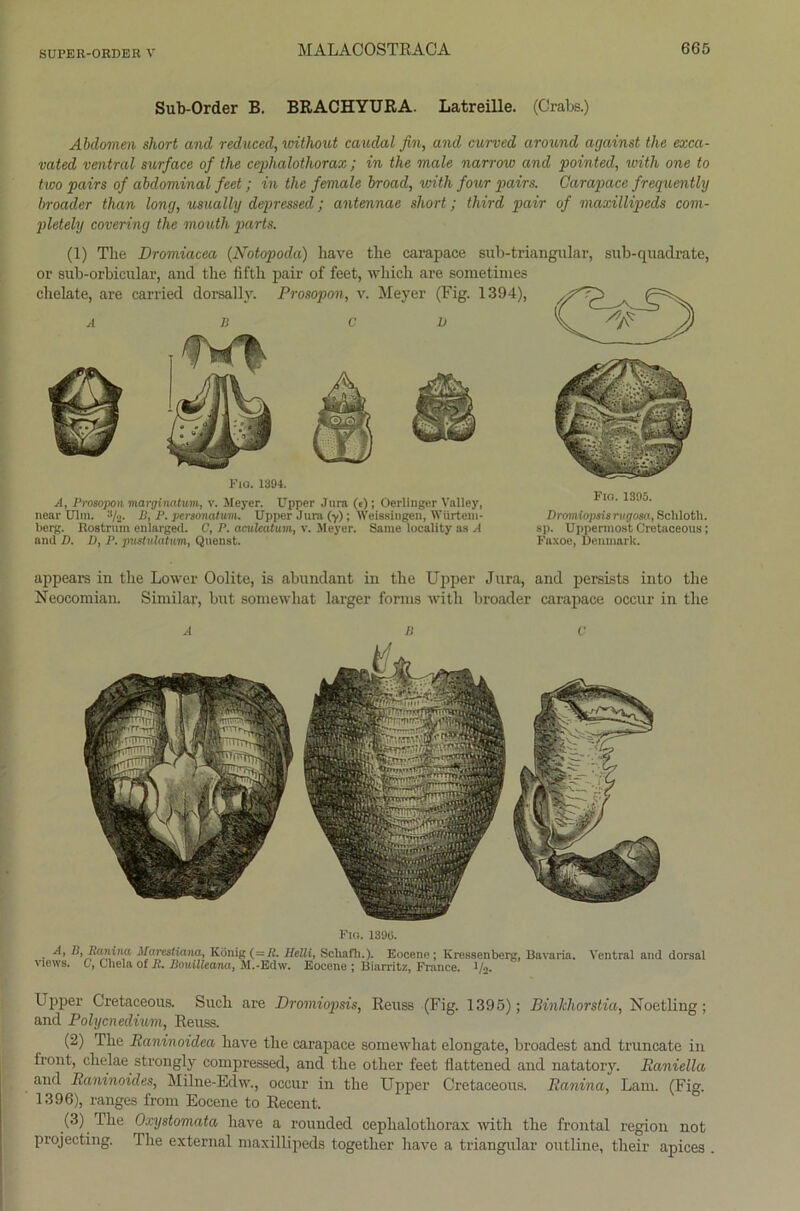 Sub-Order B. BRACHYURA. Latreille. (Crabs.) Abdomen short and reduced, vnthout caudal fin, and curved around against the exca- vated ventral surface of the cephalothorax ; in the male narrow and pointed, with one to two pairs of abdominal feet; in the female broad, with four pairs. Garapace frequently broader tlian long, usually depressed; antennae short; third pair of maxillipeds com- pletely covering the rnouth parts. (1) The Dromiacea (Notopoda) have the carapace sub-triangular, sub-quadrate, or sub-orbicular, and the fifth pair of feet, whicli are sometimes chelate, are carried dorsally. Prosopon, v. Meyer (Fig. 1394), FlG. 1394. A, Prosopon margimtum, v. Meyer. Upper Jura (e) ; Oerlinger Valley, near Ulm. 3/«. IS, P. personatum. Upper Jura (y); Weissingen, Wörtern - berg. Rostrum enlarged. C, P. aeuleatum, v. Meyer. Same locality as A and D. D, P. pustulatum, Quellst. Fm. 1395. Dromiopsis rugosa, Schloth. sp. Uppermost Cretaceous; Faxoe, Denmark. appears in the Lower Oolite, is abundant in the Upper Jura, and persists into the Neocomian. Similar, bnt somewhat larger fornis with broader carapace occur in the A HC Fig. 1399. • ^Marestiana, König (=R. llt’lli, Scliafli,). Eocene; Kressenberg, Bavaria. Ventral and dorsal views. C, Cliela of R, Souilleanci, M.-Edw. Eocene ; Biarritz, France, l/o. Upper Cretaceous. Such are Dromiopsis, Reuss (Fig. 1395); Binlcliorstia, Noetling; and Polycnedium, Reuss. (2) The Raninoidea have the carapace somewhat elongate, broadest and truncate in front, chelae strongly compressed, and the other feet flattened and natatory. Raniella and Raninoides, Milne-Edw., occur in the Upper Cretaceous. Ranina, Lam. (Fig. 1396), ranges from Eocene to Recent. (3) The Oxystomata have a rounded cephalothorax with the frontal region not projecting. Tlie external maxillipeds together have a triangulär outline, their apices