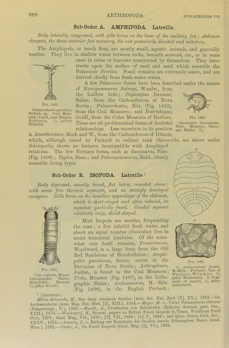 SUB-KINGDOM VII manne. Fio. 1405. Fig. 1400. Gammarus Oeningensis, Heer. Miocene; Oenin- Sub Order A. AMPHIPODA. Latreille. Body lateralh) compressed, with gills borne on the bases of the walking feet; abdomen elongate, the three anterior feet natatory, the rest posteriorly directed and saltatory. The Amphipods, or beaeli fleas, are mostly small, aquatic animals, and generally Tliey live in shallow water between rocks, beneath seaweed, etc., or in some cases in tubes or burrows constnicted by tbemselves. Tliey leave tracks upon the surface of mud and sand whieh resemble the Palaeozoic Nereites. Fossil remains are extremely scarce, and are derived cliiefiy from fresh-water strata. A few Palaeozoic forms liave been described linder the names of Necrogammarus Salweyi, Woodw., from the Ludlow beds; Diplostylus Dawsoni, Salter, from the Carboniferous of Nova Scotia; Palaeorchestia, Zitt. (Fig. 1405), Frits^%^CoairMea,sl ^rom ^le C°al Measures; and Bostrichopus, ures; Lisek, nearBeraun, Goldf., from the Culni Measures of Herborn. Fritsch).1 ^ ^afteI These are all problematieal tbrms of doubtful relationships. Less uncertain in its position ifan‘ 'Baden. a/,. is Acanthotelson, Meek and W., from the Carboniferous of Illinois, whieh, although raised by Packard to ordinal rank (Syncarida, see above linder Schieopoda), shows no features incompatible with Amphipod A relations. The few Tertiary forms, such as Gammarus, Fahr. (Fig. 1406); Typhis, Risso ; and Palaeogammarus, Zadd., closely resemble living types. Sub-Order B. ISOPODA. Latreille.1 Body depressed, usually broad, flat below, rounded above; with seven free thoracic Segments, and no strongly developed carapace. Gills borne on the lamellar appendages of the abdomen, whieh is short-ringed and often reduced, its Segments partially fused. Caudal segment relatively large, shield-shaped. Most Isopods are marine, frequenting the coast; a few inhabit fresh water, and about an equal number (Oniscidae) live in moist terrestrial localities. Of the sonie- what rare fossil remains, Praearcturus, Wood ward, is a large form from the Old Red Sandstone of Herefordsliire; Amphi - peltis paradoxus, Salter, occurs in the Devonian of Nova Scotia; Artliropleura Fig. 110S. Fio. 1407. Urda rostrata, Mttnst. Lithographie Slateä; Bolenhofen, Bavaria, l/i (after Kunth). — , — -j- , A, Archaeoniscus Brodei, Jordan, is found in the Coal Measures; Urda, Münster (Fiff. 1407), in tlie Litho- (ftfter Woodward). Ii, Frag- ... v P - . Of motriv 1/, Hafter graphic Slates; Archaeoniscus, M.-Edw. 5“^fdtjnatrix' Vl (after (Fig. 1408), in the English Purbeck; 1 Literature: „ Milne-Edwards, H., Sur deux crustaces fossiles (Ann. Sei. Nat. Zool. [2], XX.), lo-m- Archaeoniscus (Ann. Mag. Nat. Hist. [2], XIII.), 1844.—Meyer, ff. v„ Ueber Palaeomscus obtusus (Palaeontogr. V.), 1858.— Kunth, A., Crustaceen von Solenhofen (Zeitsclir. deutsch, geol. Ges., XXII.). 1870.—Woodward, //., Several papers on British Fossil Isopods in Irans. Woolhope Field Club, 1870 ; Geol. Mag., VII., 1870 ; [3], VII, 1890 ; [4], V 1898 ; and Quar. Journ Geol. Soc XXXV., 1879.—Ammon, L. v., Beitrag zur Kenntniss der fossilen Asseln (Sitzungsber. Bayer. Akacl. Wiss.), 1882.—Carter, J., On Fossil Isopods (Geol. Mag. [3], VI.), 1889.