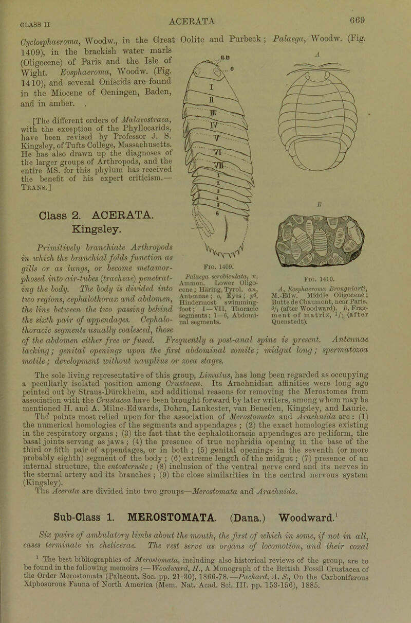 CLASS II Cyclosphaeroma, Woodw., in tlie Great Oolite and Purbeck; Palaega, Woodw. (Fig. 1409) , in the brackish water niarls A (Oligocene) of Paris and the Isle ol Wight. Eospliaeroma, Woodw. (Fig. 1410) , and several Oniscids are found in the Miocene of Oeningen, Baden, and in amber. . [The different Orders of Malacostraca, with the exception of the Phyllocarids, liave been revised by Professor J. S. Kingsley, of Tufts College, Massachusetts. He has also drawn up the diagnoses of the larger groups of Arthropods, and the entiro MS. for this pliyluni has received the benefit of his expert criticism.— Trans.] dass 2. ACEEATA. Kingsley. Primitively branchiate Arthropods in which the bronchial folds function as gills or as längs, or become metamor- pliosed into air-tubes (tracheae) penetrat- Palactja scrobicuhita, v Ammon. Lower Oligo Fig. 1410. ing the body. The body is divided into eene; Häring, Tyroi. an two regions, cephalothorax and abdomen, h'ÄuoU0’ ÄÄing- the line between the two passing behind foot; i—vii, Thoracic ,, . ,, r , ri , , Segments; 1—6, Abdomi- the stxth patr of appendages. Uepnalo- n!li Segments. thoracic segments urnally coalesced, those of the abdomen either free or fused. Frequently a post-anal spine is present. Antennae lacking; genital openings upon the first abdominal somite; midgut long; spermatozoa motile; development without nauplius or zoea stages. A, Eospliaeroma Brongniarti, M.-Edw. Middle Oligocene; Butte de Chaumont, uear Paris. */] (after Wood ward). II, Frag- ment of matrix, l/i (after Quenstedt). The sole living representative of this group, Limulus, has long been regarded as occupying a peeuliarly isolated position among Crustacea. Its Arachnidian affinities were long ago pointed out by Straus-Dürckheim, and additional reasons for renioving the Merostomes from association with the Crustacea have been brought forward by later writers, among whom may be mentioned H. and A. Milne-Edwards, Dohrn, Lankester, van Beneden, Kingsley, and Laurie. The* points most relied upon for the association of Merostomata and Arachnida are: (1) the numerical liomologies of the segments and appendages ; (2) the exact liomologies existing in the respiratory organs ; (3) the fact that the ceplialotlioracic appendages are pediform, the basal joints serving as jaws ; (4) the presence of true nephridia opening in the base of the tliird or fifth pair of appendages, or in both ; (5) genital openings in the seventh (or more probably eiglith) segment of the body ; (6) extreme lengtli of the midgut; (7) presence of an internal structure, the entostemite ; (8) inclusion of the ventral nerve cord and its nerves in the sternal artery and its branches ; (9) the close similarities in the central nervous System (Kingsley). The Acerata are divided into two groups—Merostomata and Arachnida. Sub-Class 1. MEROSTOMATA. (Dana.) Woodward.1 Six pairs of ambulatory limbs about the moutli, the first of which in some, if not in all, cases terminate in chelicerae. The rest serve as organs of locomotion, and their coxal 1 The best bibliographies of Merostomata, including also historical reviews of the group, are to be found in the following memoirs :—Woodward, II., A Monograph of the British Fossil Crustacea of the Order Merostomata (Palaeont. Soc. pp. 21-30), 1866-78.—Packard, A. S., On the Carboniferous Xiphosurous Fauna of North America (Mem. Nat. Acad. Sei. III. pp. 153-156), 1885.