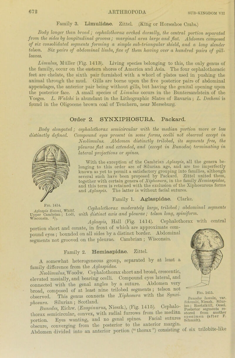 SUU-KINGDOM VII Family 3. Limulidae. Zittel. (King or Horseslioe Crabs.) Body longer than broad; ceplialothorax arched dorsally, tlie central portion separated from tlie sides by longitudinal grooves ; marginal area large and flat. Abdomen composed of six Consolidated Segments forming a simple sub-triangulär shield, and a lang slender telson. Six pairs of abdominal limbs, Jive of tliem having over a hundred pairs of gill- leaves. Limulus, Müller (Fig. 1413). Living species belonging to tbis, tlie only genus of the family, occur on tlie eastern shores of America and Asia. The four cephalothoracic feet are chelate, the sixtli pair furnished vvith a wliorl of plates used in pushing the animal through the mud. Gills are borne upon the five posterior pairs of abdominal appendages, the anterior pair being without gills, but having the genital opening upon the posterior face. A small species of Limulus occurs in the Buntersandstein of the Yosges. L. Walchi is abundant in the Lithographie Slates of Bavaria; L. Decheni is found in the Oligocene brown coal of Teuchern, near Merseburg. Order 2. SYNXIPHOSURA. Packard. Body elongated; ceplialothorax semicircular with the median portion rnore or less distinctly defined. Compound eyes present in some forms, ocelli not observed except in Neolimulus. Abdomen distinctly trilobed, its Segments free, the pleurae flat and extended, and (except in Bunodes) terminating in lateral projections or spines. Witli the exception of the Cambrian Aglaspis, all the genera be- longing to tliis order are of Silurian age, and are too imperfectly known as yet to perinit a satisfactory grouping into families, although several such have been proposed by Packard. Zittel United them, together with certain genera of Xiphosura, in the family Bemiaspidae, and this term is retained with the exclusion of the Xiphosurous forms and Aglaspis. The latter is without facial sutures. Family 1. Aglaspidae. Clarke. Fra-Mii. m ..- Ceplialothorax moderately large, trilobed; abdominal segments Aglaspis Eatom, Whitf. . , f. . . . . . , , ... Upper Cambrian; Lodi, with distmct axis and pleurae; telson long, spimform. Aglaspis, Hall (Fig. 1414). Ceplialothorax with central portion short and conate, in front of wliich are approximate com- pound eyes ; bounded on all sides by a distinct border. Abdominal segments not grooved on the pleurae. Cambrian ; AA isconsin. Family 2. Hemiaspidae. Zittel. A somewhat heterogeneous group, separated by at least a family difference from the Aglaspidae. Neolimulus, AVoodw. Ceplialothorax short and broad, crescentic, elevated mesially, and bearing ocelli. Compound eyes lateral, and connected with the genal angles by a suture. Abdomen very broad, composed of at least nine trilobed segments ; telson not observed. This genus connects the Xiphosura with the Synxi- pliosura. Silurian; Scotland. Bunodes, Eicliw. (Exapinurus, Nieszk.), (Fig. 1415). Ceplialo- «5« thorax semicircular, convex, with radial furrows from the median stored from anotimr portion. Eyes wanting, and no genal spines. Facial sutures gPhe®}$J;n obscure, converging from the posterior to the anterior margin. Abdomen divided into an anterior portion (“ thorax ”) consisting of six tnlobite-like Fio. 1415. Ihuiodes lunvla, var. Schrcnki, Nieszk. Silur-