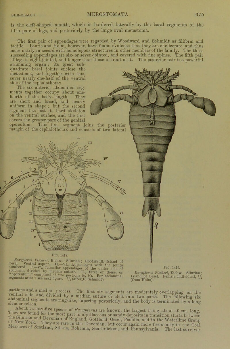 is the cleft-shaped mcrath, whicli is bordered laterally by tbe basal segments of the fiftb pair of legs, and posteriorly by tbe large oval metastoma. Fig. 141S. na3crypvru? f‘SCÄen'' Eichw. Sünrian; Bootziküll, Island of nnmhPrAj611!™1 v,speTct- lr—VI; Appendages with the joints r1 :T', Earaellar appendages of the under side of abdomen, divided by median suture. I'., First of these, or operculum, composed of two portions (b, b'). For abdominal segments after T see next figure. l/j (after F. Schmidt). Fio. 1419. Eurypterus Fischeri, Eichw. Silurian ; Island of Oesel. Female individual, Vs (from Holm). The first pair of appendages were regarded by Woodward and Schmidt as filiform and tactile. Laurie and Holm, however, have found evidence tliat they are chelicerate, and thus more nearly in accord with homologous structures in other members of tlie family. The three succeeding appendages are six- or seven-jointed, and covered with fine spines. The fifth pair of legs is eight-jointed, and longer than those in front of it. The posterior pair is a powerful swimming organ ; its great sub- quadrate basal joints enclose the metastoma, and together with this, cover nearly one-half of the ventral side of the cephalothorax. The six anterior abdominal seg- ments togetber occupy about one- fourth of the body-length. They are short and broad, and nearly uniform in shape ; but the second Segment has lost its liard skeleton on tlie ventral surface, and the first covers the greater part of the genital operculum. This first segment joins the posterior margin of the cephalothorax and consists of two lateral J.anf,?1!8 a’!C a nl,ec ,1ilu. Vroceas. The first six segments are moderately overlapping on the i i la. , e’ and divided by a median suture or cleft into two parts. The following six slendTrtolsmf111611^8 116 lan“^^e’ tapering posteriorly, and the body is terminated by a long Tbot1)0UsPeo^es °f Eurypterus are known, the largest being about 40 cm. long. t-lip q;w 0Ul , tlle lnost: Part in argillaceous or sandy deposits in transition strata between °“an of England, Gottland, Oesel, Podolia, and in the Waterlime Group ATpio,,™-' fi le? aI?,rare in tlle Devonian, but occur again more frequently in the Coal Measures of Scotland, Silesia, Bohemia, Saarbrücken, and Pennsylvania. The last survivor
