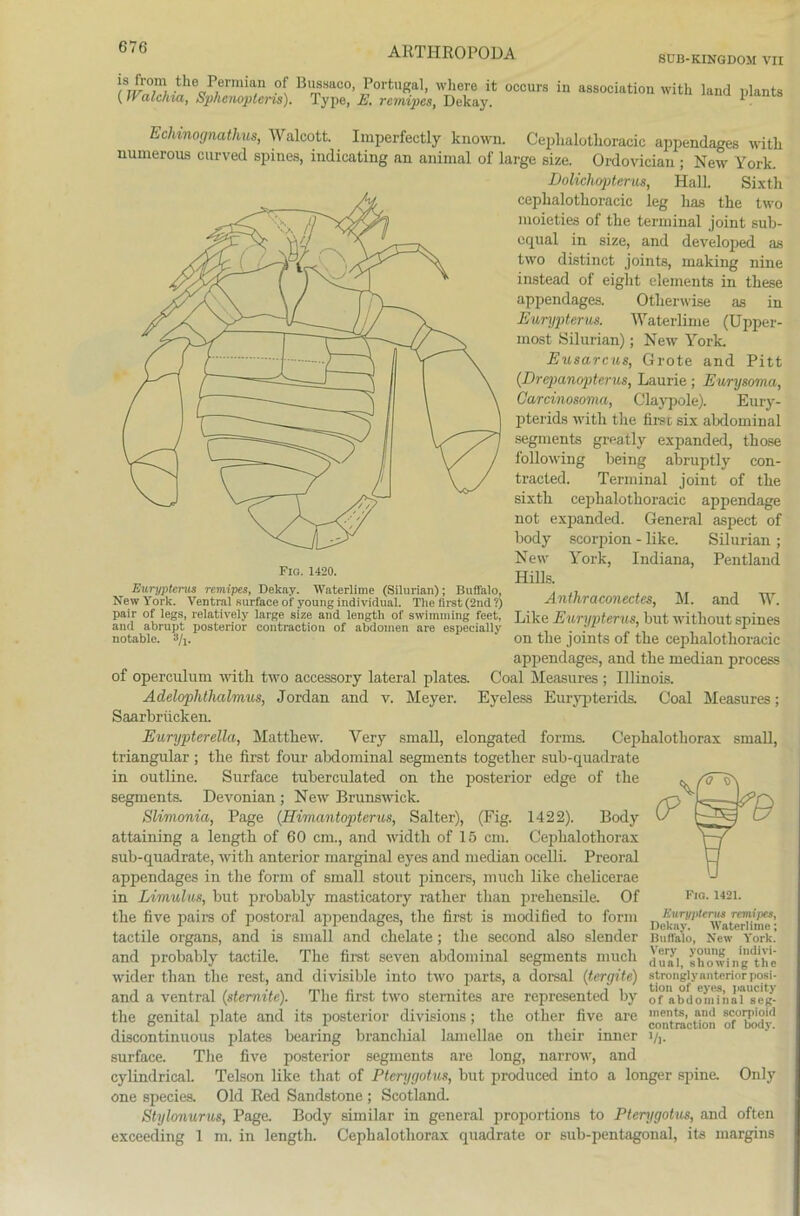 SÜB-KINGDOM VII is from the Permian of Bussaco, Portugal, where it occurs in association (tVcilchia, Sphcnopteris). Type, E. remipcs, Delcay. with land plants Echinognathus, Walcott. Imperfectly known. Ceplialothoracic appendages with. numerous curved spines, indicating an animal of large size. Ordovician; New York. Dolichopterus, Hall. Sixtli ceplialotlioracic leg has the two moieties of the terminal joint sub- cqual in size, and developed as two distinct joints, making nine instead of eight elements in these appendages. Otberwise as in Eurypterus. Waterlime (Upper- most Silurian); New York. Eusarcus, Grote and Pitt (Drepanopterus, Laurie ; Eurysorna, Carcinosoma, Claypole). Eury- pterids with the first six abdominal segments great ly expanded, those following being abruptly con- tracted. Terminal joint of the sixth ceplialothoracic appendage not expanded. General aspect of body seorpion - like. Silurian ; New York, Indiana, Pentland Hills. Anthraconectes, M. and W. Like Eurypterus, but without spines on the joints of the ceplialothoracic appendages, and the median process of operculum with two accessory lateral plates. Coal Measures ; Illinois. Adelophthalmus, Jordan and v. Meyer. Eyeless Eurypterids. Coal Measures; Saarbrücken. Eurypterella, Matthew. Yery small, elongated forma Cephalothorax small, triangulär ; the first four abdominal segments together sub-quadrate in outline. Surface tuberculated on the posterior edge of the segmenta Devonian ; New Brunswick. Slimonia, Page (Himantopterus, Salter), (Fig. 1422). Body attaining a length of 60 cm., and widtli of 15 cm. Cephalothorax sub-quadrate, with anterior marginal eyes and median ocelli. Preoral appendages in the form of small stout pincers, much like chelicerae in Limulus, but probably masticatory ratlier tlian prehensile. Of Fiq- 1421- the live pairs of postoral appendages, the first is modified to form Euryptems remipes, 1 r. . fl1 o > Dekay. Waterlime; tactile Organs, and is smafl and chelate; the second also slender Buffalo, New York. and probably tactile. The first seven abdominal segments much J®1^, ahowingtl'ie wider than the rest, and di visible into two parts, a dorsal (tergite) strongiy anterior posi- and a ventral (sternite). The first two sternites are represented by o?«bdom?nnr'seR- the genital plate and its posterior divisions; tbe other five are contmction o^body1 discontinuous plates bearing brancliial lamellae on their inner i/,. surface. The five posterior segments are long, narrow, and cylindrical. Telson like that of Ptcrygotus, but produced into a longer spine. Only one species. Old Red Sandstone ; Scotland. Stylonurus, Page. Body similar in general proportions to Pterygotus, and offen exceeding 1 m. in length. Cephalothorax quadrate or sub-pentagonal, its margins Eurypterus remipes, Dekay. Waterlime (Silurian); Buffalo, New York. Ventral surface of young individual. The first (2nd ?) pair of legs, relatively large size and length of swimniing feet, and abrupt posterior contractiou of abdomen are especially notable. 3/j.