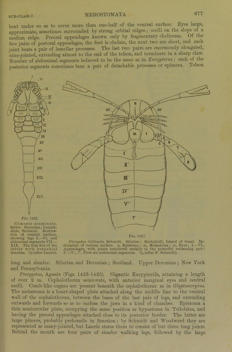 bent under so as to cover more tlian one-lialf of the ventral surface. Eyes large, approximate, sometimes surrounded by strong orbital ridges; ocelli on the slope of a median ridge. Preoral appendages known only by fragmentary chelicerae. Of the live pairs of postoral appendages, the first is chelate, the next two are short, and eacli joint bears a pair of lamellar processes. The hist two pairs are enormously elongated, nine-jointed, extending almost to the end of the telson, and terminate in a sharp claw. Number of abdominal segments believed to be the same as in Eurypterus; each of the posterior segments sometimes bear a pair of detachable processes or epimera. Telson Slimonia acuminata, Salter. Devonian; Lnnark- shire, Scotland. Itestora- tion of ventral surface, showlng legs I.—VI. and abdominal segments VI1.— XIX. The flrst Hve of the latter with branchial lamellae. 1/7 (after Laurie). Plerygotus Osiliensis, Schmidt. Silurian ; Rootzikiill, Island of Oesel. Ke- storfition of ventral surface. a, Epistoma; m, Metastoma; oc, Eyes; I.—VI., Appendages, with joints numbered serially in the powerful swimming pair; I'.—V'., First six abdominal segments. 1/3 (after F. Schmidt). long and slender. Silurian and Devonian; Scotland. Upper Devonian; New York and Pennsylvania, Pterygotus, Agassiz (Figs. 1423-1425). Gigantic Eurypterids, attaining a lengtli of over 2 m. Cephalotliorax semiovate, with anterior marginal eyes and central ocelli. Comb-like Organs are present beneatli the cephalotliorax as in Glyptoscorpius. The metastonia is a lieart-sliaped plate attached along the middle line to the ventral wall of the cephalotliorax, between the bases of the last pair of legs, and extending outwards and forwards so as to enclose the jaws in a kind of chamber. Epistoma a thin semicircular plate, occupying the same position as liypostoma in Trilobites, and having the preoral appendages attached close to its posterior border. The latter are large pincers, probably prehensile in function; by Schmidt and Wood ward they are represented as many-jointed, but Laurie States thern to consist of but three long joints. Beliind the mouth are four pairs of slender walking legs, followed by the large