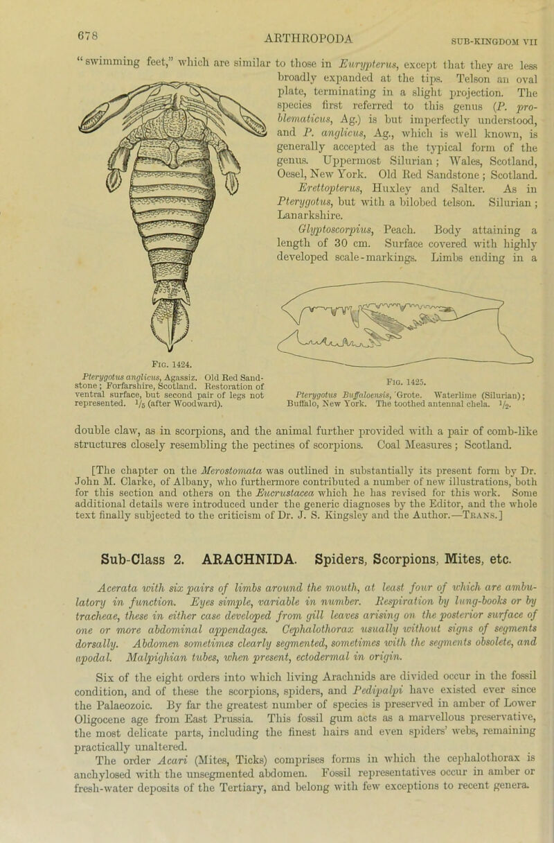 SUB-KINGDOM VII “ swimming feet,” whicll are similar to those in Eurypterus, except that tliey are less broadly expanded at tlie tips. Telson an oval plate, terminating in a slight projection. The speeies first referred to this genus (P. pro- blematicus, Ag.) is but imperfectly understood, and P. anglicus, Ag., wliicli is well known, is generally accepted as tlie typical form of the genus. Uppermost Silurian; Wales, Scotland, Oesel, New York. Old Red Sandstone ; Scotland. Erettoplerus, Huxley and Salter. As in Pterygotus, but witli a bilobed telson. Silurian ; Lanarksliire. Glyp/toscorpius, Peach. Body attaining a lengtli of 30 cm. Surface covered with bighly developed scale-markings. Limbs ending in a Fic. 1424. Pterygotus anglicus, Agassiz. Old Red Sand- stone ; Forfarsliire, Scotland. Restovation of ventral surface, but second pair of legs not represented. 1/5 (after Woodward). Fio. 1425. Pterygotus Buffaloensis, 'Grote. Waterlirae (Silurian); Buffalo, New York. Tlie tootlied antennal cliela. i/2. double claw, as in scorpions, and the animal further provided with a pair of comb-like structures closely resembling the pectines of scorpions. Coal Measures; Scotland. [The chapter on the Merostomata was outlined in substantially its present form by Dr. John M. Clarke, of Albany, who furthermore contributed a number of new illustrations, both for this section and others on the Eucrustacea wliich he has revised for this work. Some additional details were introduced under the generic diagnoses by the Editor, and the whole text finally subjected to the criticism of Dr. J. S. Kingsley and the Author.—Trans.] Sub-Class 2. ARACHNIDA. Spiders, Scorpions, Mites, etc. Acerata witli six pairs of limbs around the mouth, at least four of wliich are avibu- latory in function. Eyes simple, variable in number. llespiration by lung-boolcs or by tracheae, these in either case developed from gill leaves arising on the posterior surface of one or more abdominal appendages. Cephalotliorax usually without signs of segments dorsally. Abdomen sometimes clearly segmented, sometimes with the segments obsolete, and apodal. Malpighian tubes, wlien present, ectodermal in origin. Six of the eiglit Orders into wliich living Arachnids are divided occur in the fossil condition, and of these the scorpions, spiders, and Pedipalpi liave existed ever since the Palaeozoic. By far the greatest number of speeies is preserved in amber of Lower Oligocene age front East Prussia. This fossil gum acts as a marvellous preservative, the rnost delicate parts, including the finest liairs and even spiders’ webs, remaining practically unaltered. The order Acari (Mites, Ticks) comprises forms in wliich the cephalothorax is anchylosed with the unsegmented abdomen. Fossil repräsentatives occur in amber or fresh-water deposits of the Tertiary, and belong with few exceptions to recent genera.