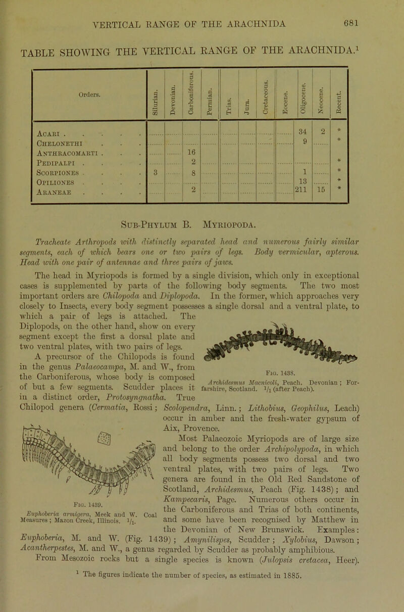 TABLE SHOWING THE VERTICAL RANGE OF THE ARACHNIDA.1 Orders. Silurian. Devonian. Carboniferous. Perinian. Trias. Jura. Cretaceous. Eocene. Oligocene. Neocene. Reeent. Acaki Chelonethi Anthracomarti . Pedipalpi .... ScORPIONES .... Opiliones .... ARANEAE .... 34 9 2 * * * * * 3 16 2 8 2 1 13 211 15 Sub-Phylum B. Myriopoda. Fjo. 143S. Archidesmus Macnicoli, Peach. Devonian ; For- farshire, Scotland, t/j (after Peach). Tracheate Arthropods with distinctly separated head and numerous fairly similar segments, each of which bears one or two pairs of legs. Body vermicnlar, apterous. Head with one pair of antennae and three pairs of jaws. The head in Myriopods is formed by a single division, whieli only in exceptional cases is supplemented by parts of the following body segments. The two most important Orders are Chilopoda and Diplopoda. In the former, which approaches very closely to Insects, every body segment possesses a single dorsal and a ventral plate, to which a pair of legs is attached. The Diplopods, on the other hand, show on every segment except the first a dorsal plate and two ventral plates, with two pairs of legs. A precursor of the Chilopods is found in the genns Palaeocampa, M. and W., front the Carboniferous, wliose body is composed of but a few segments. Scudder places it in a distinct order, Protosyngnatha. True Chilopod genera (Cermatia, Rossi; Scolopendra, Linn.; Lithobius, Geopliilus, Leach) occur in arnber and the fresh-water gypsum of Aix, Provence. Most Palaeozoic Myriopods are of large size and belong to the order Archipolypoda, in which all body segments possess two dorsal and two ventral plates, with two pairs of legs. Two genera are fonnd in the Old Red Sandstone of Scotland, Archidesmus, Peach (Fig. 1438); and Kampecaris, Page. Numerous others occur in the Carboniferous and Trias of both continents, and some have been recognised by Matthew in the Devonian of New Brunswick. Examples: Euphoberia, M. and W. (Fig. 1439); Amynilispes, Scudder; Xylobius, Dawson; Acantherpestes, M. and W., a genus regarded by Scudder as probably amphibious. Front Mesozoic rocks but a single species is known (Julopsis cretacea, Heer). 1 The figures indicate tlie mratber of species, as estimated in 1885. Fra. 1439. Euphoberia amiigcra, Meek and W. Measures ; Mazon Creek, Illinois, i/i* Coal