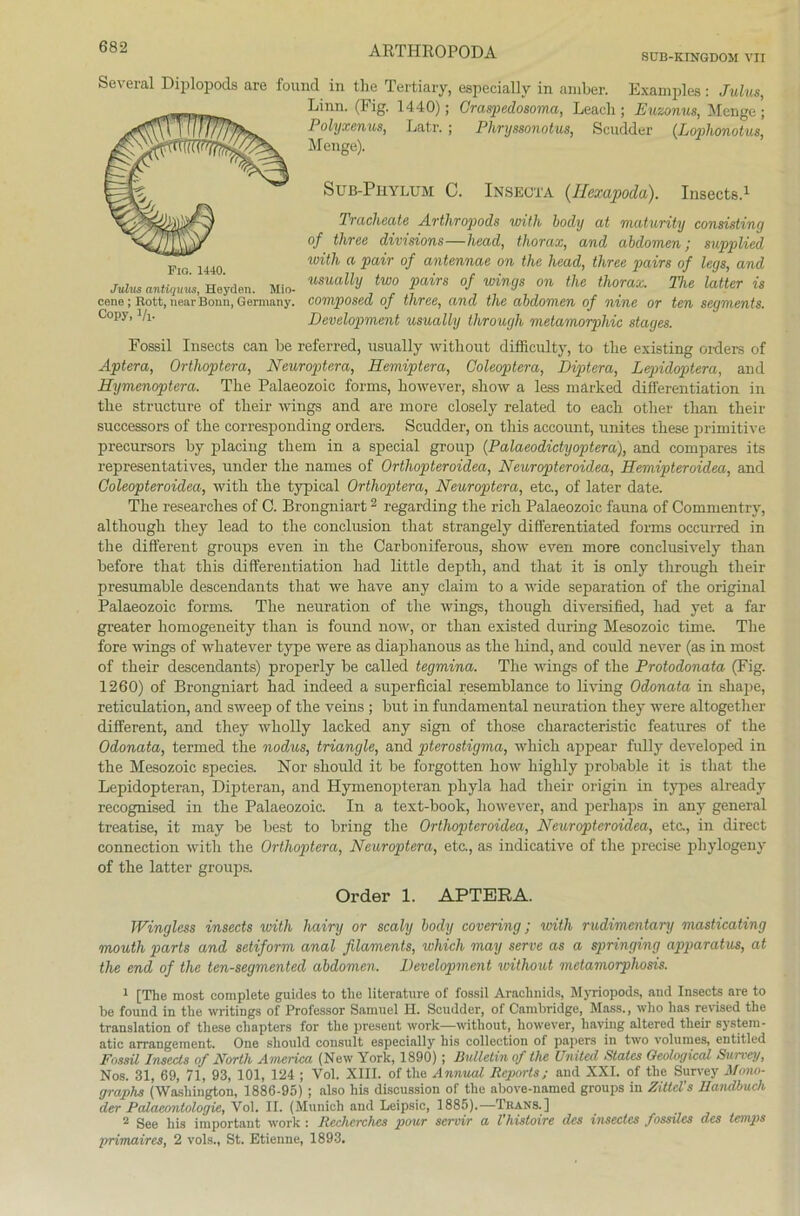 SCB-KTNGDOM VII Several Diplopods are found in the Tertiary, especially in aniber. Examples: Julus, Linn. (Fig. 1440); Crasjoedosoma, Leacli; Euzonus, Menge; PoVyxenus, Latr. ; Phryssonotus, Scudder (Lophonotus, Menge). Süb-Phylum C. Insects.1 Fia. 1440. Jvlits antiquus, Heyden. Mio- cene ; Rott, nearBonn, Germany. Copy, Vi- INSEOTA (Ilexapoda). Trachcate Arthropods with body at maturity consisting of three divisions—head, thorax, and abdomen; supplied with a pair of antennae on the head, three pairs of legs, and usually two pairs of wings on the thorax. The latter is composed of three, and the abdomen of nine or ten segments. Development usually through metamorphic stages. Fossil Insects can be referred, usually witliout difficulty, to tlie existing Orders of Aptera, Orthoptera, Neuroptera, Hemiptera, Coleoptern, Diptera, Lepidoptera, and Hymenoptera. The Palaeozoic forms, however, show a less märked differentiation in the structure of their wings and are more closely related to each other than their successors of the corresponding ordere. Scudder, on this account, unites these primitive precursors by placing them in a special group (Palaeodictyoptera), and compares its representatives, under the names of Orthopteroidea, Neuropteroidea, Hemipteroidea, and Coleopteroidea, with the typical Orthoptera, Neuroptera, etc., of later date. The researches of C. Brongniart2 regarding the rieh Palaeozoic fauna of Commentry, although they lead to the conclusion that strangely differentiated forms occurred in the different groups even in the Carboniferous, show even more conclusively than before that this differentiation had little depth, and that it is only through their presumable descendants that we liave any claim to a wide Separation of the original Palaeozoic forms. The neuration of the wings, though diversified, had yet a far greater homogeneity than is found now, or than existed during Mesozoic time The fore wings of whatever type were as diaplianous as the hind, and could never (as in most of their descendants) properly be called tegmina. The wings of the Protodonata (Fig. 1260) of Brongniart had indeed a superficial resemblance to living Odonata in shape, reticulation, and sweep of the veins ; but in fundamental neuration they were altogether different, and they wliolly lacked any sign of tliose characteristic features of the Odonata, termed the nodus, triangle, and pterostigma, which appear fully developed in the Mesozoic species. Nor should it be forgotten how highly probable it is that the Lepidopteran, Dipteran, and Hymenopteran phyla had their origin in types already recognised in the Palaeozoic. In a text-book, liowever, and perhaps in any general treatise, it may be best to bring the Orthopteroidea, Neuropteroidea, etc., in direct connection with the Orthoptera, Neuroptera, etc., as indicative of tlie precise pliylogeny of the latter groups. Order 1. APTERA. Wingless insects with hairy or scaly body covering; with rudimentary niasticating mouth parts and setiform anal filaments, which may serve as a springing apparatus, at the end of the ten-segmented abdomen. Development without metamorpliosis. 1 [The most complete guides to the literature of fossil Arachnids, Myriopods, and Insects are to be found in tlie writings of Professor Samuel H. Scudder, of Cambridge, Mass., who has revised the translation of these chapters for the present work—without, however, having altered their system- atic arrangement. One should consult especially his collection of papers in two volumes, entitled Fossil Insects of North America (New York, 1890) ; Bulletin of the United States Oeological Surret/, Nos. 31, 69, 71, 93, 101, 124 ; Vol. XIII. of the Annual Reports; and XXI. of the Survey Mono- graphs (Washington, 1886-95) ; also his discussion of the above-named groups in ZitteVs Uandbuch der Palaeontologie, Vol. II. (Munich and Leipsic, 1885).—Tkans.] 2 See his important work : Recherches pour servir a l'hisloire des insectcs fossiles des temps primaires, 2 vols., St. Etienne, 1893.