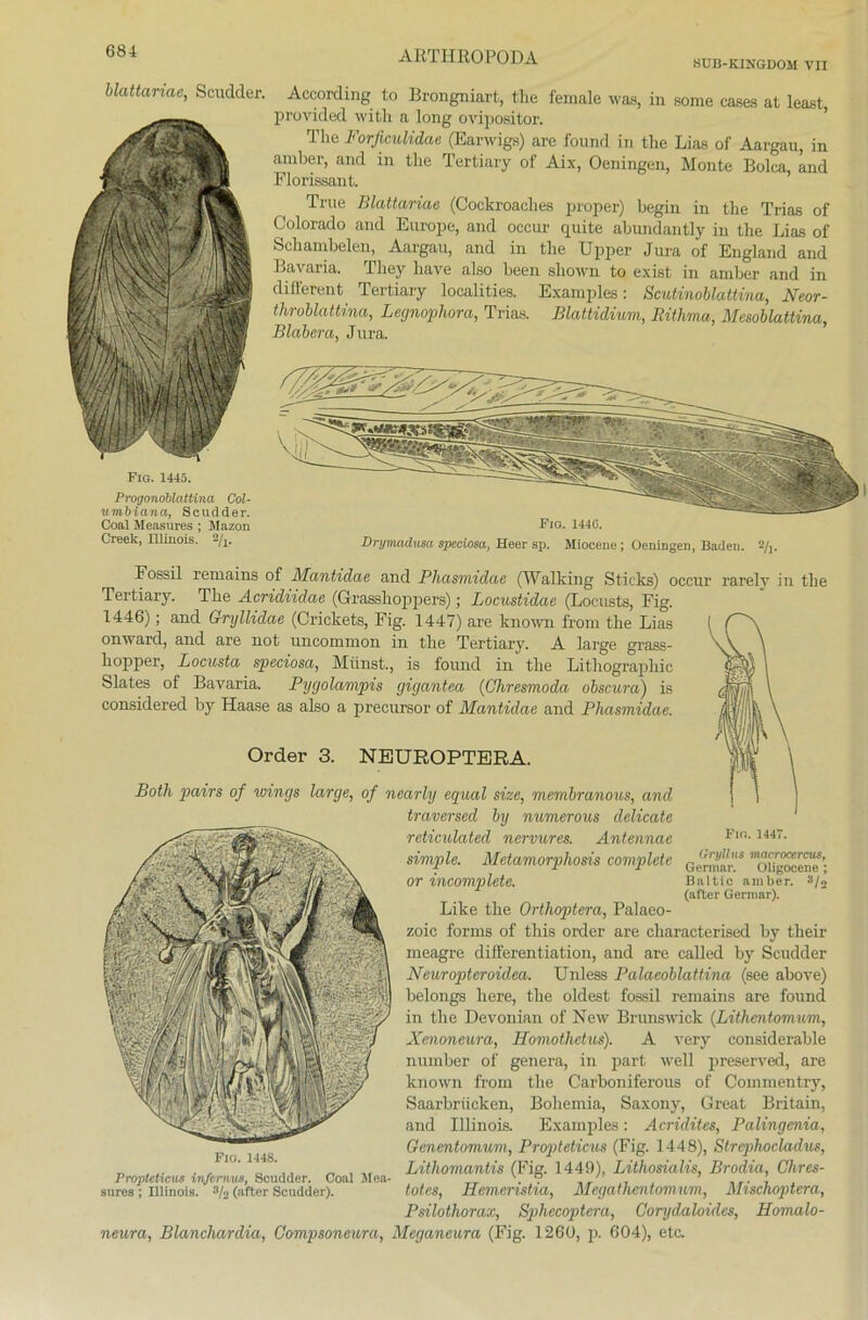 BUB-KINGDOM VII blattariae, Scudder. Fig. 1445. Progondblattina Col- umbiana, Scudder. Coal Measures ; Mazon Creek, Illinois, s/j. According to Brongniart, the female was, in some cases at least provided witli a long ovipositor. The Forficulidae (Earwigs) are found in the Lias of Aargau, in amber, and in the Tertiary of Aix, Oeningen, Monte Bolea, and Florissant. True Blattariae (Cockroaches proper) begin in the Trias of Colorado and Europe, and occur quite abundantly in the Lias of Schambelen, Aargau, and in the Upper Jura of England and Bavaria. Tliey liave also been shown to exist in amber and in dillerent Tertiary localities. Examples: Scutinoblattina, Neor- throblattina, Legnophora, Trias. Blattidium, Rithma, Mesoblattina, Blabera, Jura. Fig. 1440. Drymadusa speciosa, Heer sp. Miocene; OeniDgen, Baden. 8/,. Fossil remains of Mantidae and Phcismidae (Walking Sticks) occur rarely in the Tertiary. The Acridiidae (Grasshojipers); Locustidae (Locusts, Fig. 1446); and Gryllidae (Crickets, Fig. 1447) are known from the Lias onward, and are not uncommon in the Tertiary. A large grass- hopper, Locusta speciosa, Münst., is found in the Lithographie Slates of Bavaria. Pygolampis gigantea (Ghresmoda obscura) is considered by Haase as also a precursor of Mantidae and Phasmidae. Order 3. NEUROPTERA. Both pairs of vnngs large, of nearly equal sine, membranous, and traversed by numerous delicate reticulated nervures. Antennae simple. Metamorphosis complete or incomplete. Like the Orthoptera, Palaeo- zoic forms of tliis Order are characterised by their meagre differentiation, and are caUed by Scudder Neuropteroidea. Unless Palaeoblattina (see above) belongs here, the oldest fossil remains are found in the Devonian of New Brunswick (Lithentomum, Xenoneura, Homothetus). A very considerable number of genera, in part well preserved, are known from the Carboniferous of Commentry, Saarbrücken, Bohemia, Saxony, Great Britain, and Illinois. Examples: Acridites, Palingenia, Genentomum, Propteticus (Fig. 1448), Strephocladus, Lithomantis (Fig. 1449), Lithosialis, Brodia, Chres- totes, Hemeristia, Megathentomum, Mischoptera, Psilothorax, S])hecoptera, Corydaloides, Homalo- neura, Blanchardia, Gompsoneura, Meganeura (Fig. 1260, p. 604), etc. Fig. 1447. Gryllus macrocercus, Germar. Oligocene; Baltic amber. 3/o (after Germar). Fio. 1448. Propteticus infernus, Scudder. Coal Mea- sures ; Illinois. 3/o (after Scudder).