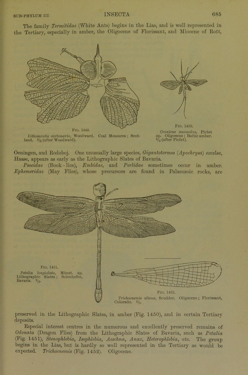 The family Termitidae (White Ants) begins in the Lias, and is well represented in the Tertiary, especially in amber, the Oligocene of Florissant, and Miocene of Rott, Lithamantis carbonaria, Woodward. Coal Measures; Scot- land. % (after Woodward). Fio. 1450. Cronieus anomalus, Pictet sp. Oligocene ; Baltic amber. 3/0 (after Pictet). Oeningen, and Rodohoj. One unusually large species, Gigantotermes (Apochrysa) excelsa, Haase, appears as early as the Lithographie Slates of Bavaria, Psocidae (Book - lice), Embidae, and Perlidae sometimes occur in amber. Ephemeridae (May Flies), whose preenrsors are found in Palaeozoic rocks, are Fio. 1451. Petaiia longinlata, Miinst. sp. Lithographie Slates; Solenhofen, Bavaria. 2/3. preserved in the Lithographie Slates, in amber (Fig. 1450), and in certain Tertiary deposits. Especial interest centres in the numerous and excellently preserved remains of Odonata (Dragon Flies) from the Lithographie Slates of Bavaria, such as Petaiia (Fig. 1451), Stenophlebia, Isophlebia, Aeschna, Anax, Heterophlebia, etc. The group begins in the Lias, but is hardly so well represented in the Tertiary as would be expected. Tricliocnemis (Fig. 1452). Oligocene.