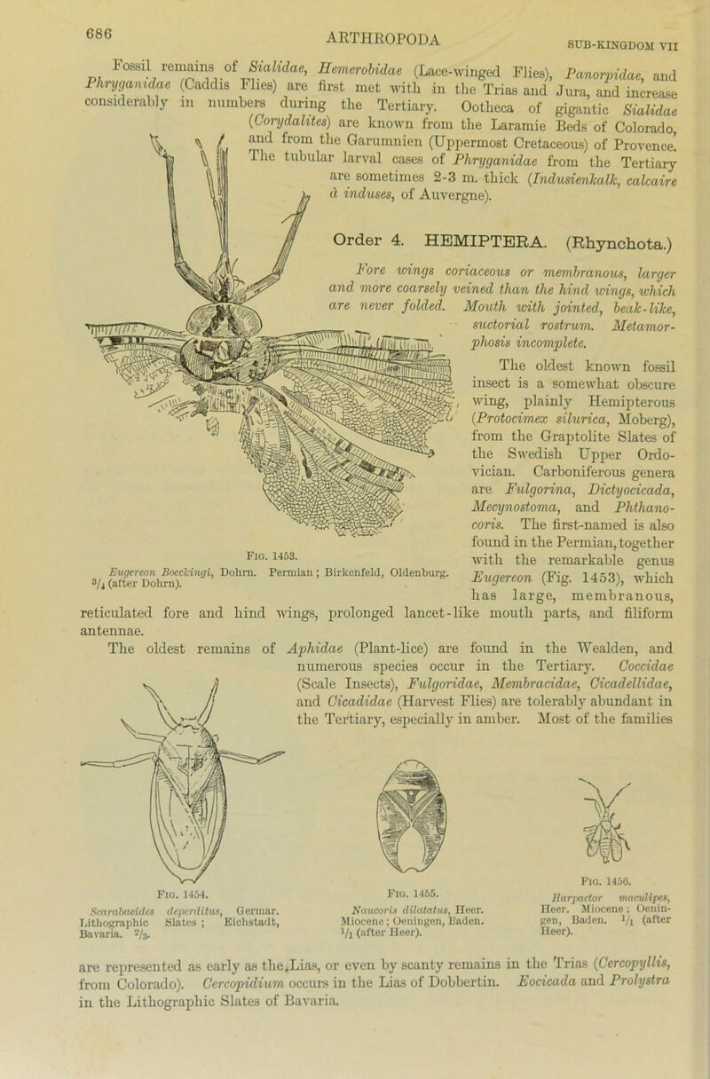 G86 SUB-KINGDOII TU Fossil remainsi of Sialidae, Eemerobidae (Lace-winged Flies), Pcinorpidae, and Phryganidae (Caddis Flies) are first met with in the Trias and Jura, and increase considerably in numbers during tlie Tertiary. Ootlieca of gigantic Sialidae (Gorydalites) are known frorn the Laramie Beds of Colorado, and from the Garumnien (Uppermost Cretaceous) of Provence! Ihe tubulär larval cases of Phryganidae from the Tertiary are sometimes 2-3 m. thick (Indusienkalk, calcaire ä induses, of Auvergne). Order 4. HEMIPTERA. (Rhynchota.) Pore wings coriaceous or membranous, larger and more coarsely veined than the hind vnngs, which are never folded. Mouth with jointed, beak-like, suctorial rostrum. Metamor- phose incomplete. The oldest known fossil insect is a somewhat obscure wing, plainly Hemipterous (Protocimex silurica, Moberg), from the Graptolite Slates of the Swedish Upper Ordo- vician. Carboniferous genera are Fulgorina, Dictyocicada, Mecynostoma, and Phthano- coris. The first-named is also found in the Permian, together with the remarkable genus Eugereon (Fig. 1453), which has large, membranous, reticulated fore and hind wings, prolonged lancet-like mouth parts, and filiform antennae. The oldest remains of Aphidae (Plant-lice) are found in the Wealden, and numerous species occur in the Tertiary. Coccidae (Scale Insects), Fulgoridae, Membracidae, Gicadellidae, and Cicadidae (Harvest Flies) are tolerably abundant in the Tertiary, especially in amber. Most of the famüies Eugereon Boecldngi, Dohm. 3/4 (after Dohm). F10. 1453. Permian ; Birkonfeld, Oldenburg. Fio. 1454. Scarabaeidcs deperditus, Germar. Lithographie Slates ; Eichstadt, Bavaria. 2/3. Fio. 1455. Nnucoris dilatatus, Heer. Miocene; Oeningen, Baden. Vl (after Heer). Fia. 1456. llarpador mamlipu, Heer. Miocene; Oenin- gen, Baden, l/j (after Heer). are represented as early as tlie.Lias, or even by scanty remains in the Trias (Cercopyllis, from Colorado). Ccrcopidium occurs in the Lias of Dobbertin. Eocicada and Prolystra in the Lithographie Slates of Bavaria.