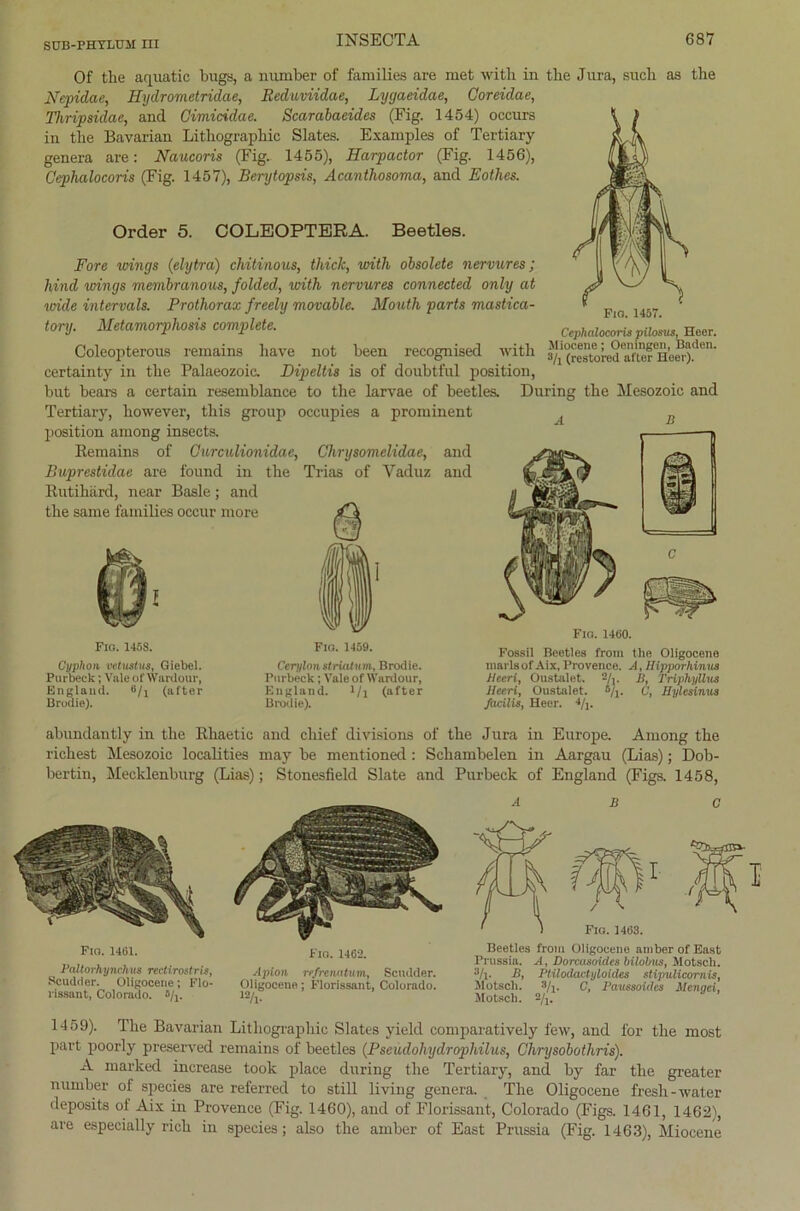 Of the aquatic bugs, a number of families are met witb in the Jura, such as the Nepidae, Hydrometridae, Reduviidae, Lygaeidae, Coreidae, Thripsidae, and Cimicidae. Scarabaeides (Fig. 1454) occurs in tbe Bavarian Lithographie Slates. Examples of Tertiary genera are: Naucoris (Fig. 1455), Harpactor (Fig. 1456), Cephalocoris (Fig. 1457), Berytopsis, Acanthosoma, and Eothes. Order 5. COLEOPTERA. Beetles. Fore wings (elytra) chitinous, thick, with obsolete nervures; lnnd wings membranous, folded, with nervures connected only at vnde intervals. Prothorax freely movable. Mouth parts mastica- 7 tory. Metamorphosis complete. CephalocLispilosus, Heer. Coleopterous reinains liave not been recognised with certainty in the Palaeozoic. Dipeltis is of doubtful position, but bears a certain resemblance to the larvae of beetles. Düring the Mesozoic and Tertiary, however, this group occupies a prominent position among inseets. Remains of Curculionidae, Chrysomelidae, and Buprestidae are found in the Trias of Vaduz and Rutihärd, near Basle; and Fia. 1460. Fio. 145S. Cyphon velustus, Giebel. Purbeck; Vale of Wardour, England. *>/i (after Brodie). Fio. 1469. Cerylon striatum, Brodie. Purbeck; Vale of Wardour, England. l/i (after Brodie). Fossil Beetles from the Oligocene tnarls of Aix, Provence. A, Hipporhinus flceri, Oustalet. 2/,. B, TriphyUus Heeri, Oustalet. s/j. C, Hyhsinus facilis, Heer. 4/j, abundantly in the Rhaetic and chief divisions of the Jura in Europe. Among the richest Mesozoic localities may be mentioned: Schambelen in Aargau (Lias); Dob- bertin, Mecklenburg (Lias); Stonesfield Slate and Purbeck of England (Figs. 1458, Fio. 1461. Paltorhynchus rectiroslris, Scudder. Oligocene; Flo- lissant, Colorado. s/1. Fio. 1462. Apioa re/renatum, Scudder. Oligocene; Florissant, Colorado. 12/i. ABC Beetles from Oligocene ainber of East Prussia. A, Dorcusoides bilobus, Mötsch. a/l. B, Plilodactyloides stipulicornis, Motscli. 3/i. C, Pmissoidcs Menqci. Mötsch. 2/j. 1459). The Bavarian Lithographie Slates yield comparatively few, and for the most part poorly preserved remains of beetles (Pseudohydrophilus, Chrysobothris). A niarked increase took place during the Tertiary, and by far the greater number of species are referred to still living genera. The Oligocene fresh -water deposits of Aix in Provence (Fig. 1460), and of Florissant, Colorado (Figs. 1461, 1462), are especially rieh in species; also the amber of East Prussia (Fig. 1463), Miocene