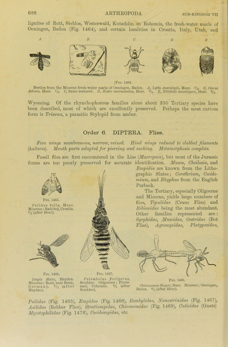 BUB-KIHGDOM VII lignites of Rott, Sieblos, Westerwald, Kutschlin in Boliemia, the fresli-water marls of Oeningen, Baden (Fig. 1464), and certain localities in Croatia, Italy, Utah, and A B ÖDE [Pia. 1464. Beetles from the Miocene fresli-water inarls of Oeningen, Baden. A, Lytta Aesculajni, Heer. i/2. B, Clerus Adonis, Heer, i/l* C, Same restored. D, Ilister marmoratus, Heer. 2/1# E, Nitidula maculigera,'H.eer. 2/1# Wyoming. Of the rbyncliopliorous families alone about 350 Tertiary species have been described, most of wliicb are excellently preserved. Perliaps the most curious form is Triaena, a parasitic Stylopid from amber. Order 6. DIPTERA. Flies. Fore vrings membranons, narrow, veined. Kind wings reduced to clubbed filaments (kälteres). Mouth parts adapted for piercing and sucking. Metamorphosis complete. Fossil flies are first encountered in tbe Lias (Macropeza), but most of tbe Jurassic forms are too poorly preserved for accurate FlO. 1465. Psilites bella, Heer. Miocene; Radoboj, Croatia. l/l (after Heer). Identification. Musca, Gheilosia, and Empidia are known from tbe Litho- graphie Slates; Corethrium, Cecido- mium, and Ehyphus from tbe English Purbeck. The Tertiary, especially Oligoeene and Miocene, yields large numbers of flies, Tipulidae (Crane Flies) and Bibionidae being tbe most abundant Other families represented are: Syrpliidae, Muscidae, Oestridae (Bot Flies), Agromyzidae, Platypezidae, Fio. 1466. Empis Melia, Heyden. Miocene ; Root, near Bonn, Ge rin any. 2/j (after Heyden). Fio. 1467. Palembolus florigerus, Scudder. Oligoeene ; Floris- sant, Colorado. 2/i (after Scudder). Fio. 146S. ChironomusMeyeri, Heer. Miocene; Oeningen, Baden. 8/j (after Heer). Psilidae (Fig. 1465), Empidae (Fig. 1466), Bombylidae, Nemcstrinidae (Fig. 1467), Asilidae (Robber Flies), Stratiomyidae, Chironomidae (Fig. 1468), Culicidac (Gnats) Mycetophilidae (Fig. 1476), Cecidomyidae, etc.