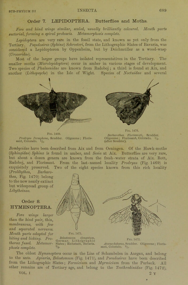 Order 7. LEPIDOPTERA. Butterflies and Moths. Fore and hind wings similar, scaled, usually brilliantly coloured. Mouth parts sudorial, forming a spiral proboscis. Metamorphosis complete. Lepidoptera are very rare in the fossil state, and known as yet only froni tlie Tertiary. Pseudosirex (Sphinx) Schroeteri, froni the Lithographie Slates of Bavaria, was considertd a Lepidopteron hy Oppenheim, but by Deichmüller as a wood-wasp (Uroceridae). Most of the larger groups have isolated representatives in the Tertiary. The smaller moths (Microlepidoptera) occur in amber in various stages of development. Two speeies of Phalaenidae are known from Radoboj ; a tliird is found at Aix, and another (Lithopsyche) in the Isle of Wight. Speeies of Noctuidae and several Fio. 1469. Prodryas Persephone, Scudder. Oligocene; Floris- sant, Colorado. 1/j. Fio. 1470. Barbarothea Florida nti, Scudder. Oligocene; Florissant, Colorado. i/j. (after Scudder). Bombycidae have been described from Aix and from Oeningen. Of the Hawk-motlis (Sphingidae) Sphinx is found in amber, and Sesia at Aix. Butterflies are very rare, but about a dozen genera are known from the fresh-water strata of Aix. Rott, Radoboj, and Florissant From the last-named locality Prodryas (Fig. 1469) is exquisitely preserved. Two of the eight speeies known from this rieh locality (Prolibythea, Barbaro- thea, Fig. 1470) belong to the now nearly extinct but widespread group of Libytheinae. Order 8. HYMENOPTERA. Fore wings larger than the hind pair, thin, membranous, with few and separated nervures. Mouth parts adapted for biting and licking. Pro- thorax fused. Metamor- phosis complete. Fio. 1471. Belostom um elongatum, Ge rm ar. Li tho’graphi c Slates; Eichstadt, Bavaria. %• Fio. 1472. Atocus defessus, Scudder. sant, Colorado. 3/,. Oligocene; Floris- The oldest Hymenoptera occur in the Lias of Schambelen in Aargau, and belong to the ants. Apiaria, Belostomum (Fig. 1471), and Pseudosirex have been described from the Lithographie Slates; Formicium and Myrmicium from the Purbeck. All other remains are of Tertiary age, and belong to the Tenthredinidae (Fig. 1472), VOL. i 2 Y