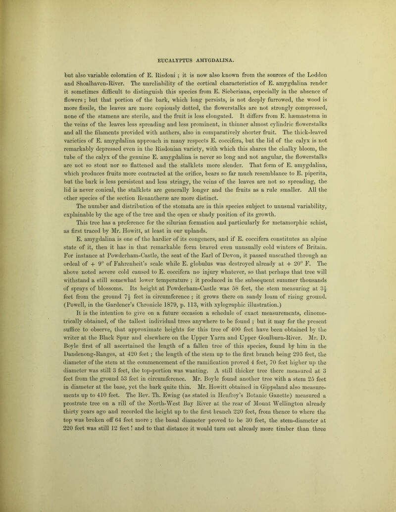 but also variable coloration of E. Risdoni ; it is now also known from the sources of the Loddon and Shoalhaven-River. The unreliability of the cortical characteristics of E. amygdalina render it sometimes difficult to distinguish this species from E. Sieberiana, especially in the absence of flowers ; hut that portion of the bark, which long persists, is not deeply furrowed, the wood is more fissile, the leaves are more copiously dotted, the flowerstalks are not strongly compressed, none of the stamens are sterile, and the fruit is less elongated. It differs from E. hsemastoma in the veins of the leaves less spreading and less prominent, in thinner almost cylindric flowerstalks and all the filaments provided with anthers, also in comparatively shorter fruit. The thick-leaved varieties of E. amygdalina approach in many respects E. coccifera, but the lid of the calyx is not remarkably depressed even in the Risdonian variety, with which this shares the chalky bloom, the tube of the calyx of the genuine E. amygdalina is never so long and not angular, the flowerstalks are not so stout nor so flattened and the stalklets more slender. That form of E. amygdalina, which produces fruits more contracted at the orifice, bears so far much resemblance to E. piperita, but the bark is less persistent and less stringy, the veins of the leaves are not so spreading, the lid is never conical, the stalklets are generally longer and the fruits as a rule smaller. All the other species of the section Renantherm are more distinct. The number and distribution of the stomata are in this species subject to unusual variability, explainable by the age of the tree and the open or shady position of its growth. This tree has a preference for the Silurian formation and particularly for metamorphic schist, as first traced by Mr. Howitt, at least in our uplands. E. amygdalina is one of the hardier of its congeners, and if E. coccifera constitutes an alpine state of it, then it has in that remarkable form braved even unusually cold winters of Britain. For instance at Powderham-Castle, the seat of the Earl of Devon, it passed unscathed through an ordeal of + 9° of Fahrenheit’s scale while E. globulus was destroyed already at + 20° F. The above noted severe cold caused to E. coccifera no injury whatever, so that perhaps that tree will withstand a still somewhat lower temperature ; it produced in the subsequent summer thousands of sprays of blossoms. Its height at Powderham-Castle was 58 feet, the stem measuring at 3J feet from the ground feet in circumference ; it grows there on sandy loam of rising ground. (Powell, in the Gardener’s Chronicle 1879, p. 113, with xylographic illustration.) It is the intention to give on a future occasion a schedule of exact measurements, clinome- trically obtained, of the tallest individual trees anywhere to be found ; but it may for the present suffice to observe, that approximate heights for this tree of 400 feet have been obtained by the writer at the Black Spur and elsewhere on the Upper Yarra and Upper Goulburn-River. Mr. D. Boyle first of all ascertained the length of a fallen tree of this species, found by him in the Dandenong-Ranges, at 420 feet; the length of the stem up to the first branch being 295 feet, the diameter of the stem at the commencement of the ramification proved 4 feet, 70 feet higher up the diameter was still 3 feet, the top-portion was wanting. A still thicker tree there measured at 3 feet from the ground 53 feet in circumference. Mr. Boyle found another tree with a stem 25 feet in diameter at the base, yet the hark quite thin. Mr. Howitt obtained in Gippsland also measure- ments up to 410 feet. The Rev. Th. Ewing (as stated in Henfrey’s Botanic Gazette) measured a prostrate tree on a rill of the North-West Bay River at the rear of Mount Wellington already thirty years ago and recorded the height up to the first branch 220 feet, from thence to where the top was broken off 64 feet more ; the basal diameter proved to be 30 feet, the stem-diameter at 220 feet was still 12 feet! and to that distance it would turn out already more timber than three