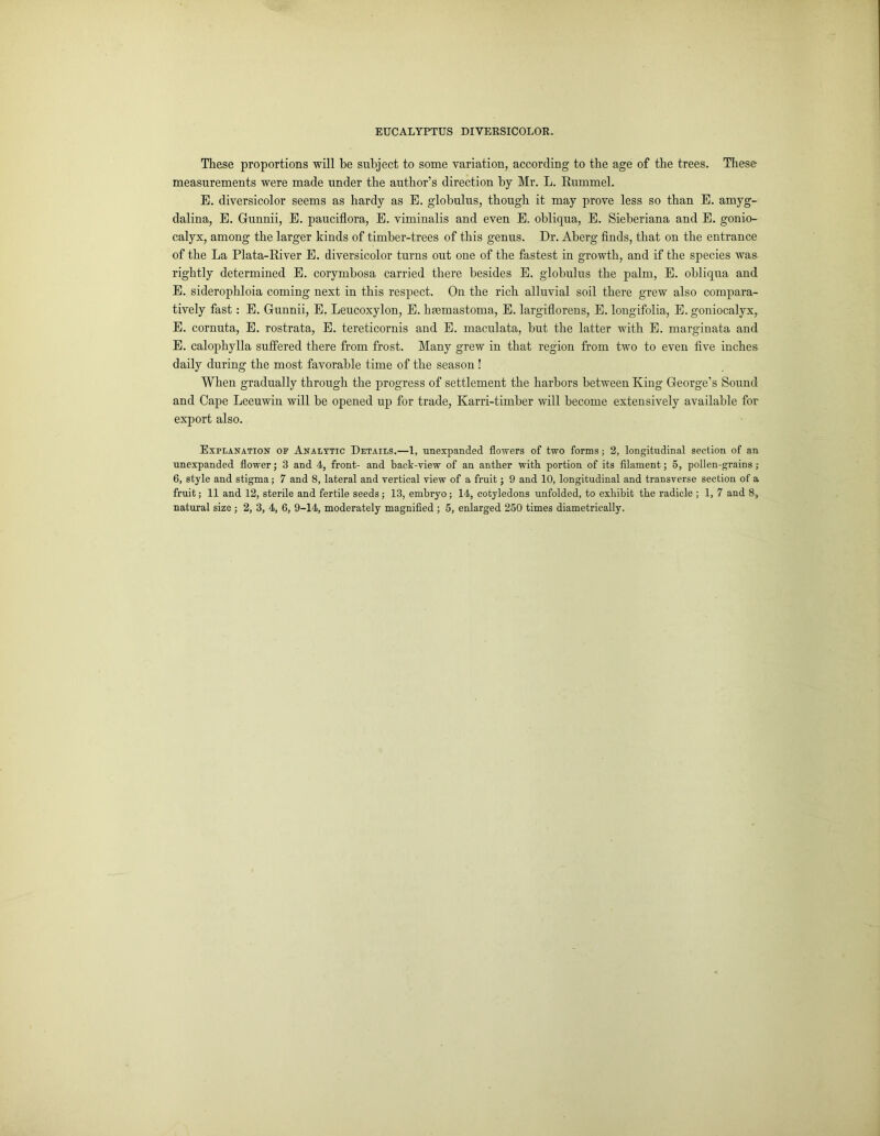 These proportions will be subject to some variation, according to the age of the trees. These measurements were made under the author’s direction by Mr. L. Eummel. E. diversicolor seems as hardy as E. globulus, though it may prove less so than E. amyg- dalina, E. Gunnii, E. pauciflora, E. viminalis and even E. obliqua, E. Sieberiana and E. gonio- calyx, among the larger kinds of timber-trees of this genus. Dr. Aberg finds, that on the entrance of the La Plata-River E. diversicolor turns out one of the fastest in growth, and if the species was rightly determined E. corymbosa carried there besides E. globulus the palm, E. obliqua and E. siderophloia coming next in this respect. On the rich alluvial soil there grew also compara- tively fast: E. Gunnii, E. Leucoxylon, E. lnemastoma, E. largiflorens, E. longifolia, E. goniocalyx, E. cornuta, E. rostrata, E. tereticornis and E. maculata, but the latter with E. marginata and E. calophylla suffered there from frost. Many grew in that region from two to even five inches daily during the most favorable time of the season ! When gradually through the progress of settlement the harbors between King George’s Sound and Cape Leeuwin will be opened up for trade, Karri-timber will become extensively available for export also. Explanation of Analytic Details.—1, unexpanded flowers of two forms; 2, longitudinal section of an unexpanded flower; 3 and 4, front- and back-view of an anther with portion of its filament; 5, pollen-grains ; 6, style and stigma; 7 and 8, lateral and vertical view of a fruit; 9 and 10, longitudinal and transverse section of a fruit; 11 and 12, sterile and fertile seeds; 13, embryo; 14, cotyledons unfolded, to exhibit the radicle ; 1, 7 and 8,