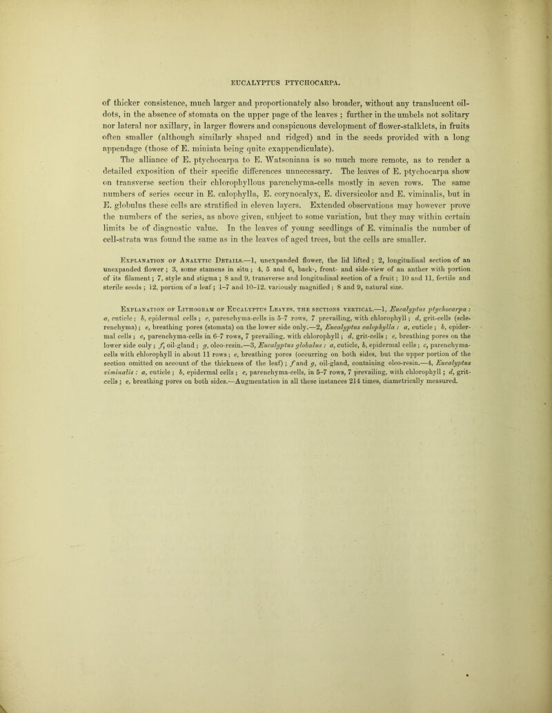 of thicker consistence, much larger and proportionately also broader, without any translucent oil- dots, in the absence of stomata on the upper page of the leaves ; further in the umbels not solitary nor lateral nor axillary, in larger flowers and conspicuous development of flower-stalldets, in fruits often smaller (although similarly shaped and ridged) and in the seeds provided with a long appendage (those of E. miniata being quite exappendiculate). The alliance of E. ptychocarpa to E. Watsoniana is so much more remote, as to render a detailed exposition of their specific differences unnecessary. The leaves of E. ptychocarpa show on transverse section their chloropliyllous parenchyma-cells mostly in seven rows. The same numbers of series occur in E. calophylla, E. corynocalyx, E. diversicolor and E. viminalis, hut in E. globulus these cells are stratified in eleven layers. Extended observations may however prove the numbers of the series, as above given, subject to some variation, but they may within certain limits be of diagnostic value. In the leaves of young seedlings of E. viminalis the number of cell-strata was found the same as in the leaves of aged trees, but the cells are smaller. Explanation of Analytic Details.—1, unexpanded flower, tlie lid lifted ; 2, longitudinal section of an unexpanded flower ; 3, some stamens in situ; 4, 5 and 6, back-, front- and side-view of an anther with portion of its filament; 7, style and stigma; 8 and 9, transverse and longitudinal section of a fruit; 10 and 11, fertile and sterile seeds ; 12, portion of a leaf; 1-7 and 10-12, variously magnified ; 8 and 9, natural size. Explanation of Lithogram of Eucalyptus Leaves, the sections vertical.-—1, Eucalyptus ptychocarpa: a, cuticle; h, epidermal cells; c, parenchyma-cells in 5-7 rows, 7 prevailing, with chlorophyll; d, grit-cells (scle- renchyma); e, breathing pores (stomata) on the lower side only.—2, Eucalyptus calophylla : a, cuticle ; h, epider- mal cells ; c, parenchyma-cells in 6-7 rows, 7 prevailing, with chlorophyll; d, gric-cells ; e, breathing pores on the lower side only ; f, oil-gland ; g, oleo-resin.—3, Eucalyptus globulus : a, cuticle, b, epidermal cells ; c, parenchyma- cells with chlorophyll in about 11 rows; e, breathing pores (occurring on both sides, but the upper portion of the section omitted on account of the thickness of the leaf); f and g, oil-gland, containing oleo-resin.—4, Eucalyptus viminalis : a, cuticle ; b, epidermal cells ; c, parenchyma-cells, in 5-7 rows, 7 prevailing, with chlorophyll; d, grit- cells ; e, breathing pores on both sides.—Augmentation in all these instances 214 times, diametrically measured.