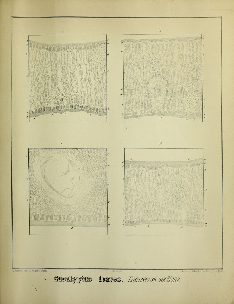 3 * EvM. direxb. Steam Litho Gov Prmtirg Office,Melt). Ssisfss. Transverse sections. L.Rummel del. C Troedel & CfLiSi