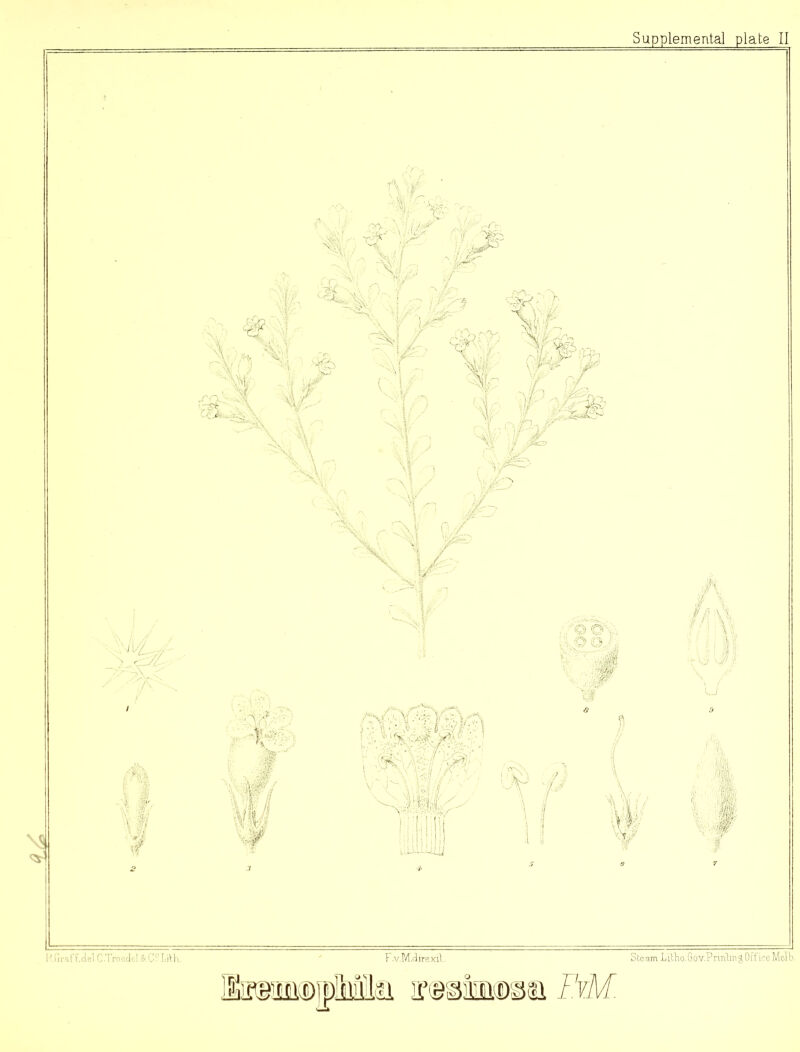 Supplemental plate II