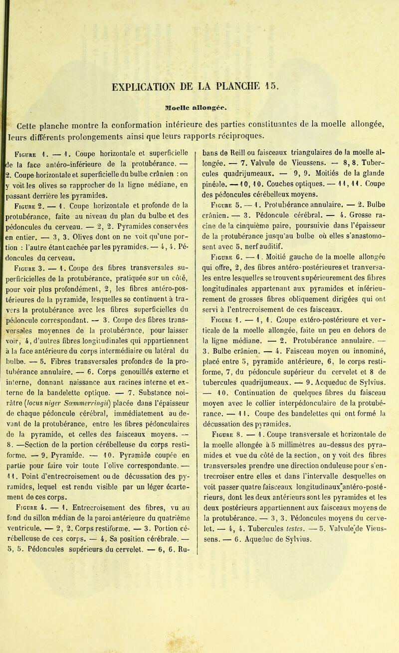 Moelle allongée. Cette planche montre la conformation intérieure des parties constituantes de la moelle allongée, leurs différents prolongements ainsi que leurs rapports réciproques. Figure 1. — 1. Coupe horizontale et superficielle de la face antéro-inférieure de la protubérance. — 2. Coupe horizontale et superficielle du bulbe crânien : on y voit les olives se rapprocher de la ligne médiane, en passant derrière les pyramides. Figure 2. — 1. Coupe horizontale et profonde de la protubérance, faite au niveau du plan du bulbe et des pédoncules du cerveau. — 2, 2. Pyramides conservées en entier. — 3, 3. Olives dont on ne voit qu’une por- tion : l’autre étantcachée parles pyramides. — 4,4. Pé- doncules du cerveau. Figure 3. — 1. Coupe des fibres transversales su- perficicielles de la protubérance, pratiquée sur un côté, pour voir plus profondément, 2, les fibres antéro-pos- térieures de la pyramide, lesquelles se continuent à tra- vers la protubérance avec les fibres superficielles du pédoncule correspondant. — 3. Coupe des fibres trans- versales moyennes de la protubérance, pour laisser voir, 4, d’autres fibres longitudinales qui appartiennent à la face antérieure du corps intermédiaire ou latéral du bulbe. — B. Fibres transversales profondes de la pro- tubérance annulaire. — 6. Corps genouillés externe et interne, donnant naissance aux racines interne et ex- terne de la bandelette optique. — 7. Substance noi- râtre (locus niçjer Scemmerringii) placée dans l’épaisseur de chaque pédoncule cérébral, immédiatement au de- vant de la protubérance, entre les fibres pédonculaires de la pyramide, et celles des faisceaux moyens. — 8. —Section de la portion cérébelleuse du corps resti- forme. —9, Pyramide. — 10. Pyramide coupée en partie pour faire voir toute l'olive correspondante. — 11. Point d’entrecroisement ou de décussation des py- ramides, lequel est rendu visible par un léger écarte- ment de ces corps. Figure 4. — 1. Entrecroisement des fibres, vu au fond du sillon médian de la paroi antérieure du quatrième ventricule. — 2,2. Corps restiforme. — 3. Portion cé- rébelleuse de ces corps. — 4. Sa position cérébrale. — 5, 5. Pédoncules supérieurs du cervelet. — 6, 6. Ru- bans de Reill ou faisceaux triangulaires de la moelle al- longée. — 7. Valvule de Vieussens. — 8, 8. Tuber- cules quadrijumeaux. — 9, 9. Moitiés de la glande pinéale. —10,10. Couches optiques. — 11,11. Coupe des pédoncules cérébelleux moyens. Figure 5. — 1. Protubérance annulaire. — 2. Bulbe crânien.— 3. Pédoncule cérébral. — 4. Grosse ra- cine de la cinquième paire, poursuivie dans l’épaisseur de la protubérance jusqu’au bulbe où elles s'anastomo- sent avec 5, nerf auditif. Figure 6. — 1. Moitié gauche de la moelle allongée qui offre, 2, des fibres antéro-postérieures et tranversa- les entre lesquelles se trouvent supérieurement des fibres longitudinales appartenant aux pyramides et inférieu- rement de grosses fibres obliquement dirigées qui ont servi à l’entrecroisement de ces faisceaux. Figure 1. — 1, 1. Coupe extéro-postérieure et ver- ticale de la moelle allongée, faite un peu en dehors de la ligne médiane. — 2. Protubérance annulaire. — 3. Bulbe crânien. — 4. Faisceau moyen ou innommé, placé entre 5, pyramide antérieure, 6, le corps resti- forme, 7, du pédoncule supérieur du cervelet et 8 de tubercules quadrijumeaux. — 9. Acqueduc de Sylvius. — 10. Continuation de quelques fibres du faisceau moyen avec le collier interpédonculaire de la protubé- rance. — 11. Coupe des bandelettes qui ont formé la décussation des pyramides. Figure 8. — 1. Coupe transversale et horizontale de la moelle allongée à 5 millimètres au-dessus des pyra- mides et vue du côté de la section,, on y voit des fibres transversales prendre une direction onduleuse pour s’en- trecroiser entre elles et dans l’intervalle desquelles on voit passer quatre faisceaux longitudinaux’anléro-posté- rieurs, dont les deux antérieurs sont les pyramides et les deux postérieurs appartiennent aux faisceaux moyens de la protubérance. — 3,3. Pédoncules moyens du cerve- let. — 4, 4. Tubercules testes. —5. Valvulejde Vieus- sens. — 6. Aqueduc de Sylvius.