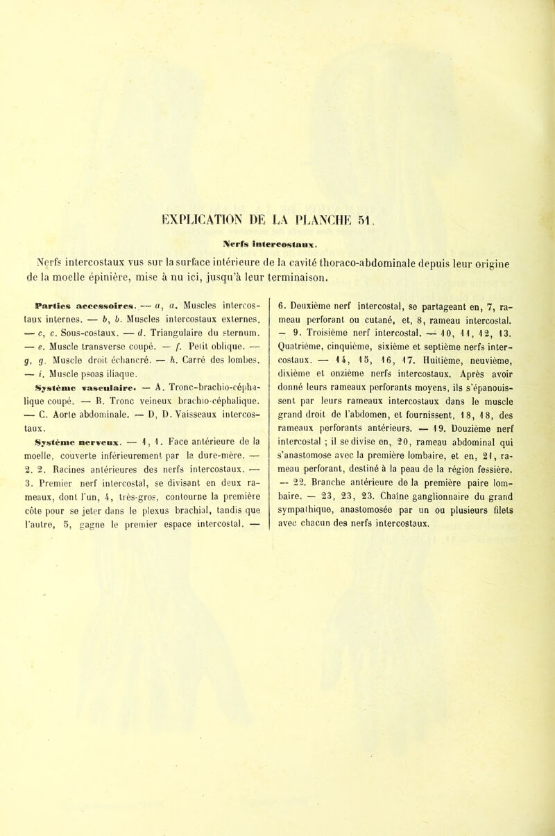 Nerfs intercostaux. Nerfs intercostaux vus sur la surface intérieure de la cavité thoraco-abdominale depuis leur origine de la moelle épinière, mise à nu ici, jusqu’à leur terminaison. Parties accessoires. — a, a. Muscles intercos- taux internes. — b, b. Muscles intercostaux externes. — c, c. Sous-costaux. — d. Triangulaire du sternum. — e. Muscle transverse coupé. — f. Petit oblique. — g, g. Muscle droit échancré. — h. Carré des lombes. — Muscle psoas iliaque. Système vasculaire. — A. Tronc-brachio-cépha- lique coupé. — B. Tronc veineux brachio-céphalique. — C. Aorte abdominale. — D, D. Vaisseaux intercos- taux. Système nerveux. — 1,1. Face antérieure de la moelle, couverte inférieurement par la dure-mère. — 2. 2. Racines antérieures des nerfs intercostaux. — 3. Premier nerf intercostal, se divisant en deux ra- meaux, dont l’un, 4, très-gros, contourne la première côte pour se jeter dans le plexus brachial, tandis que l'autre, 5, gagne le premier espace intercostal. — 6. Deuxième nerf intercostal, se partageant en, 7, ra- meau perforant ou cutané, et, 8, rameau intercostal. — 9. Troisième nerf intercostal. — 10, 11,12, 13. Quatrième, cinquième, sixième et septième nerfs inter- costaux. — 14, 15, 16, 17. Huitième, neuvième, dixième et onzième nerfs intercostaux. Après avoir donné leurs rameaux perforants moyens, ils s’épanouis- sent par leurs rameaux intercostaux dans le muscle grand droit de l’abdomen, et fournissent, 18, 18, des rameaux perforants antérieurs. — 19. Douzième nerf intercostal ; il se divise en, 20, rameau abdominal qui s’anastomose avec la première lombaire, et en, 21, ra- meau perforant, destiné à la peau de la région fessière. — 22. Branche antérieure de la première paire lom- baire. — 23, 23, 23. Chaîne ganglionnaire du grand sympathique, anastomosée par un ou plusieurs filets avec chacun des nerfs intercostaux.