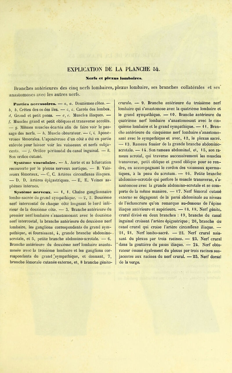 Nerfs et plexus lombaires. Branches antérieures des cinq nerfs lombaires, plexus lombaire, ses branches collatérales et ses' anastomoses avec les autres nerfs. Parties accessoires. — a, a. Douzièmes cotes.— b, b. Crêtes des os des lies. — c, c. Carrés des lombes. d. Grand et petit psoas. — e, e. Muscles iliaques. — f. Muscles grand et petit obliques et transverse accolés. — g. Mêmes muscles écartés afin de faire voir le pas- sage des nerfs. — h. Muscle obturateur. —- i, i. Aponé- vroses fémorales. L’aponévrose d’un côté a été en partie enlevée pour laisser voir les vaisseaux et nerfs subja- cents. — j. Orifice péritonéal du canal inguinal. — k. Son orifice cutané. Système vasculaire. — A. Aorte et sa bifurcation recouverte par le plexus nerveux aortique. — B. Vais- seaux fémoraux. — C, C. Artères circonflexes iliaques. — D. D. Artères épigastriques. —E, E. Veines sa- phènes internes. Système nerveux. — 1, 1. Chaîne ganglionnaire lombo-sacrée du grand sympathique. —2, 2. Douzième nerf intercostal de chaque côté longeant le bord infé- rieur de la douzième côte. — 3. Branche antérieure du premier nerf lombaire s’anastomosant avec le douzième nerf intercostal, la branche antérieure du deuxième nerf lombaire, les ganglions correspondants du grand sym- pathique, et fournissant, 4, grande branche abdomino-. scrolale, et 5, petite branche abdomino-scrotale. — 6. Branche antérieure du deuxième nerf lombaire anasto- mosée avec la troisième lombaire et les ganglions cor- respondants du grand'sympathique, et donnant, 7, branche fémorale cutanée externe, et, 8 branche génito- crurale. — 9. Branche antérieure du troisième nerf lombaire qui s’anastomose avec la quatrième lombaire et le grand sympathique. — 10. Branche antérieure du quatrième nerf lombaire s’anastomosant avec le cin- quième lombaire et le grand sympathique. — 11. Bran- che antérieure du cinquième nerf lombaire s’anastomo- sant avec le sympathique et avec, 12, le plexus sacré. — 13. Rameau fessier de la grande branche abdomino- scrotale. — 14. Son rameau abdominal, et, 15, son ra- meau scrotal, qui traverse successivement les muscles transverse, petit oblique et grand oblique pour se ren- dre, en accompagnant le cordon des vaisseaux sperma- tiques, à la peau du scrotum ,-—16, Petite branche abdomino-scrotale qui perfore le muscle transverse, s’a- nastomose avec la grande abdomino-scrotale et se com- porte de la même manière. — 17. Nerf fémoral cutané externe se dégageant de la paroi abdominale au niveau de l’échancrure qu’on remarque au-dessous de l’épine iliaque antérieure et supérieure. — 18. 18. Nerf génito. crural divisé en deux branches : 19, branche du canal inguinal croisant l’artère épigastrique ; 20, branche du canal crural qui croise l’artère circonflexe iliaque. — 21, 21. Nerf lombo-sacré. —22. Nerf crural nais- sant du plexus par trois racines. — 23. Nerf crural * dans la gouttière du psoas iliaque. — 24. Nerf obtu- rateur émané également du plexus par trois racines sus- jacentes aux racines du nerf crural. —25. Nerf dorsal de la verge.