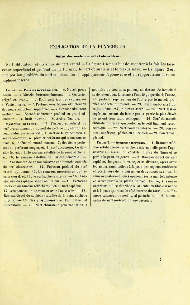 Suite des nerfs crural et obturateur. Nerf obturateur et divisions du nerf crural.—La figure 1 a pour but de montrer à la fois les fais- ceaux superficiel et profond du nerf crural, le nerf obturateur et le plexus sacré. — La figure 2 est une portion jambière du nerf saphène interne, appliquée sur l’aponévrose et en rapport avec la veine saphène interne. Figure 1.— Parties accessoires. — a. Muscle psoas iliaque. — b. Muscle obturateur interne. —c. Couturier érigné en avant. — d. Droit antérieur de la cuisse. — e. Vaste interne. — f. Pectine. —g. Moyen adducteur ou deuxième adducteur superficiel. —h. Premier adducteur profond. — i. Second adducteur profond ou grand ad- ducteur. •—Droit interne. — k. Artère fémorale. Système nerveux. — 1. Faisceau superficiel du nerf crural donnant : 2, nerf du pectiné ; 3, nerf du se- cond adducteur superficiel ; 4, nerf de la gaîne des vais- seaux fémoraux ; 5, premier perforant qui s’anastomose avec, 6, le fémoral cutané externe ; 7, deuxième perfo- rant ou perforant moyen, et, 8, nerf accessoire. Ce der- nier fournit : 9. le rameau satellite de la veine saphène, et. 10, le rameau satellite de l’artère fémorale. — 11. Anastomose de ce rameau avec une branche cutanée du nerf obturateur. — 12. Faisceau profond du nerf crural, qui donne, 13, les rameaux musculaires du tri- ceps crural, et, 14, le nerf saphène interne. — 15. Ana- stomose du saphène avec l’obturateur. — 16. Perforant inférieur ou rameau réfléchi rotulien du nerf saphène. — 17, Anastomose de ce rameau avec l’accessoire, —18. Rameau direct du saphène (satellite de la veine saphène interne). — 19. Ses anastomoses avec l’obturateur et l’accessoire. — 20. Nerf obturateur pénétrant dans la gouttière du trou sous-pubien, au-dessous de laquelle il se divise en deux faisceaux: l’un, 21, superficiel; l’autre, 22, profond, séparés l’un de l’autre par le muscle pre- mier adducteur profond. — 23. Nerf lombo-sacré qui se jette dans, 24, le plexus sacré. — 25. Nerf fessier supérieur sortant du bassin par la partie la plus élevée du grand trou sacro-sciatique. — 26. Nerf du muscle obturateur interne, qui contourne le petit ligament sacro- sciatique. — 27. Nerf honteux interne. — 28. Son ra- meau supérieur, pénien ou clitoridien.—29. Son rameau périnal. Figure 2. — Système nerveux. — 1. Branche réflé- chie rotulienne du nerf saphène interne ; elle perce l’apo- névrose au niveau du condyle interne du fémur et se perd à la peau du genou. — 2. Rameau direct du nerf saphène; longeant la veine, et se divisant, après avoir fourni des ramifications à la'peau des régions antérieure et postérieure de la cuisse, en deux rameaux : l’un, 3, rameau postérieur, qui s’épanouit sur la malléole interne et arrive jusqu’à la plante du pied; l’autre, 4, rameau antérieur, qui se distribue à l’articulation tibio-tarsienne et à la peau qui revêt le côté interne du tarse— 5. Ra- meau caleanien du nerf t^ial postérieur. — 6. Ramus- „ cules du nerf musculo-cutané péronier. 7