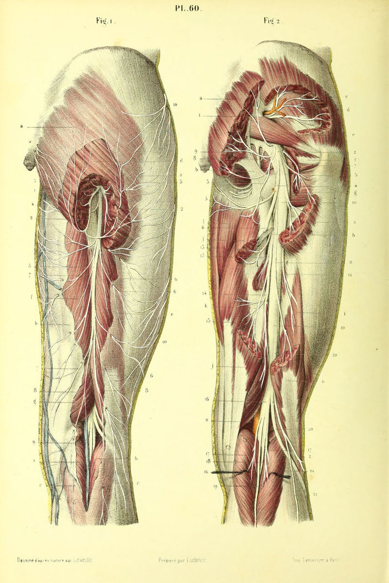 PL.60. Préparé par LlIClOV!'