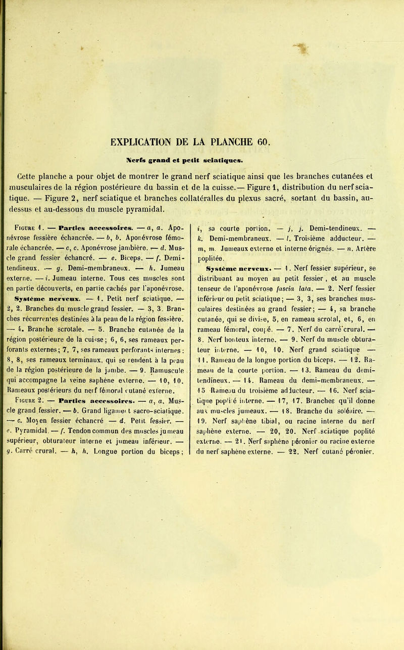 Nerfs grand et petit sciatiques. Cette planche a pour objet de montrer le grand nerf sciatique ainsi que les branches cutanées et musculaires de la région postérieure du bassin et de la cuisse.— Figure 1, distribution du nerf scia- tique. — Figure 2, nerf sciatique et branches collatéralles du plexus sacré, sortant du bassin, au- dessus et au-dessous du muscle pyramidal. Figure 1. — Parties accessoires. — a, a. Apo- névrose fessière échancrée. — b, b. Aponévrose fémo- rale échancrée. —c, c. Aponévrose jambière, r— d. Mus- cle grand fessier échancré. — e. Biceps. — f. Demi- tendineux. — g. Demi-membraneux. —• li. Jumeau externe. —i. Jumeau interne. Tous ces muscles sont en partie découverts, en parlie cachés par l’aponévrose. Système nerveux. — 1. Petit nerf sciatique. — 2, 2. Branches du musclegraud fessier. — 3, 3. Bran- ches récurrents destinées à la peau de la région fessière. — 4. Branche scrotale. — 5. Branche eulanée de la région postérieure de la cuisse; 6, 6, ses rameaux per- forants externes.; 7, 7, ses rameaux perforants internes : 8, 8, ses rameaux terminaux, qui se rendent à la peau de la région postérieure de la jambe. — 9. Ramuscule qui accompagne la veine saphène externe. — 10, 10. Rameaux postérieurs du neif fémoral cutané externe. Figure 2. — Parties accessoires. — a, a. Mus- cle grand fessier. — b. Grand ligamei t saero-scialique. — c. Mojen fessier échancré —d. Petit fessier. — e. Pyramidal. — f. Tendon commun des muscles jumeau supérieur, obturateur interne et jumeau inférieur. — g. Carré crural. — A, h. Longue portion du biceps; i, sa courte portion. — j, j. Demi-tendineux. — k. Demi-membraneux. — /. Troisième adducteur. — m, m. Jumeaux externe et interne érignés. — n. Artère poplitée. Système nerveux. — 1. Nerf fessier supérieur, se distribuant au moyen au petit fessier , et au muscle tenseur de l’aponévrose fascia lata. — 2. Nerf fessier inférieur ou petit sciatique; — 3, 3, ses branches mus- culaires destinées au grand fessier; — 4, sa branche cutanée, qui se divise, 5, en rameau scrotal, et, 6, en rameau fémoral, coupé. —- 7. Nerf du carré'crural. — 8. Nerf honteux interne. — 9. Nerf du muscle obtura- teur interne. — 10, 10. Nerf grand sciatique — 11. Rameau de la longue portion du biceps. — 1 2. Ra- meau de la courte portion. — 13. Rameau du demi- tendineux.—14. Rameau du demi-membraneux. — 13 Rameau du troisième adiucteur. — 16. Nerf scia- tique popli:é interne. — 17, 17. Branches qu’il donne aux muscles jumeaux. — 18. Branche du soléaire. — 19. Nerf saphène tibial, ou racine interne du nerf saphène externe. — 20, 20. Nerf sciatique poplité externe. — 21. Nerf saphène péronier ou racine externe du nerf saphène externe. ■— 22. Nerf cutané péronier.