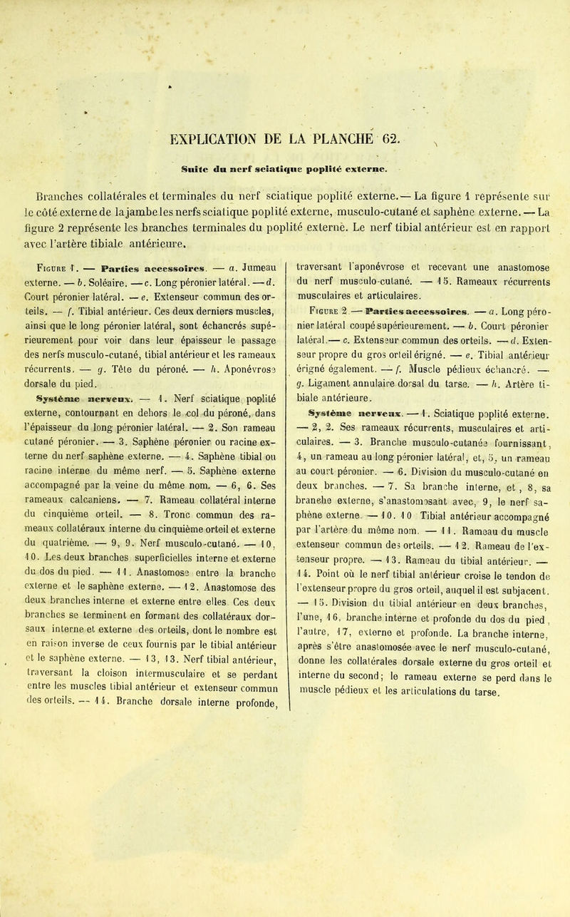 Suite du nerf sciatique poplité externe. Branches collatérales et terminales du nerf sciatique poplité externe.—La figure 1 représente sur le côté externe de la jambe les nerfs sciatique poplité externe, musculo-cutané et saphène externe. — La figure 2 représente les branches terminales du poplité externè. Le nerf tibial antérieur est en rapport avec l’artère tibiale antérieure. Figure T. — Parties accessoires. — a. Jumeau externe. — b. Soléaire. —c. Long péronier latéral. —d. Court péronier latéral, — e. Extenseur commun des or- teils. — (. Tibial antérieur. Ces deux derniers muscles, ainsi que le long péronier latéral, sont échancrés supé- rieurement pour voir dans leur épaisseur le passage des nerfs musculo-cutané, tibial antérieur et les rameaux récurrents. — g. Tête du péroné. — h. Aponévrose dorsale du pied. Système nerveux. — 1. Nerf sciatique, poplité externe, contournant en dehors le col du péroné, dans l’épaisseur du long péronier latéral. — 2. Son rameau cutané péronier. — 3. Saphène péronier ou racine ex- terne du nerf saphène externe. — 4. Saphène tibial ou racine interne du même nerf. — 5. Saphène externe accompagné par la veine du même nom. — 6, 6. Ses rameaux calcaniens. — 7. Rameau collatéral interne du cinquième orteil. — 8. Tronc commun des ra- meaux collatéraux interne du cinquième orteil et externe du quatrième. — 9, 9. Nerf musculo-cutané. — 10, 10. Les deux branches superficielles interne et externe du dos du pied. — 11. Anastomose entre la branche externe et le saphène externe. — 12. Anastomose des deux branches interne et externe entre elles. Ces deux branches se terminent en formant des collatéraux dor- saux interne et externe des orteils, dont le nombre est eh raison inverse de ceux fournis par le tibial antérieur et le saphène externe. — 13, 13. Nerf tibial antérieur, traversant la cloison intermusculaire et se perdant entre les muscles tibial antérieur et extenseur commun des orteils.— 14. Branche dorsale interne profonde, traversant l'aponévrose et recevant une anastomose du nerf musculo-cutané. — 15. Rameaux récurrents musculaires et articulaires. Figure 2.— Parties accessoires. —a. Long péro- nier latéral coupé supérieurement. — b. Court péronier latéral.— c. Extenseur commun des orteils. — d. Exten- seur propre du gros orteil érigné. — e. Tibial antérieur érigné également. — f. Muscle pédieux échancré. — g. Ligament annulaire dorsal du tarse. — h. Artère ti- biale antérieure. Système nerveux. — 1. Sciatique poplité externe. — 2,2. Ses rameaux récurrents, musculaires et arti- culaires. — 3. Branche musculo-cutanée fournissant, 4, un rameau au long péronier latéral, et, 5, un rameau au court péronier. —• 6. Division du musculo-cutané en deux branches. —7. Sa branche interne, et, 8, sa branehe externe, s’anastomosant avec, 9, le nerf sa- phène externe. — 10. 10 Tibial antérieur accompagné par 1 artère du même nom. — 11. Rameau du muscle extenseur commun des orteils. — 12. Rameau de l’ex- tenseur propre. — 13. Rameau du tibial antérieur. — 1 4. Point où le nerf tibial antérieur croise le tendon de l’extenseur propre du gros orteil, auquel il est subjacent. — 15. Division du tibial antérieur en deux branches, l’une, 1 6, branche interne et profonde du dos du pied , l’autre, 17, externe et profonde. La branche interne, après s’être anastomosée avec le nerf musculo-cutané, donne les collatérales dorsale externe du gros orteil et interne du second ; le rameau externe se perd dans le muscle pédieux et les articulations du tarse.