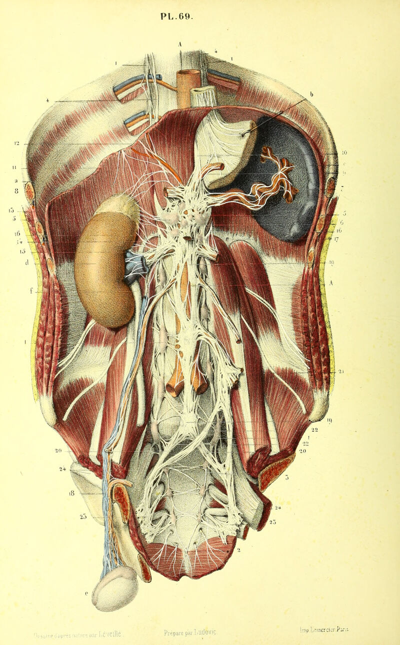 PL.69. veillé. ^V., PréparéparliUdfvic lmp ■Leinercicr.Paris