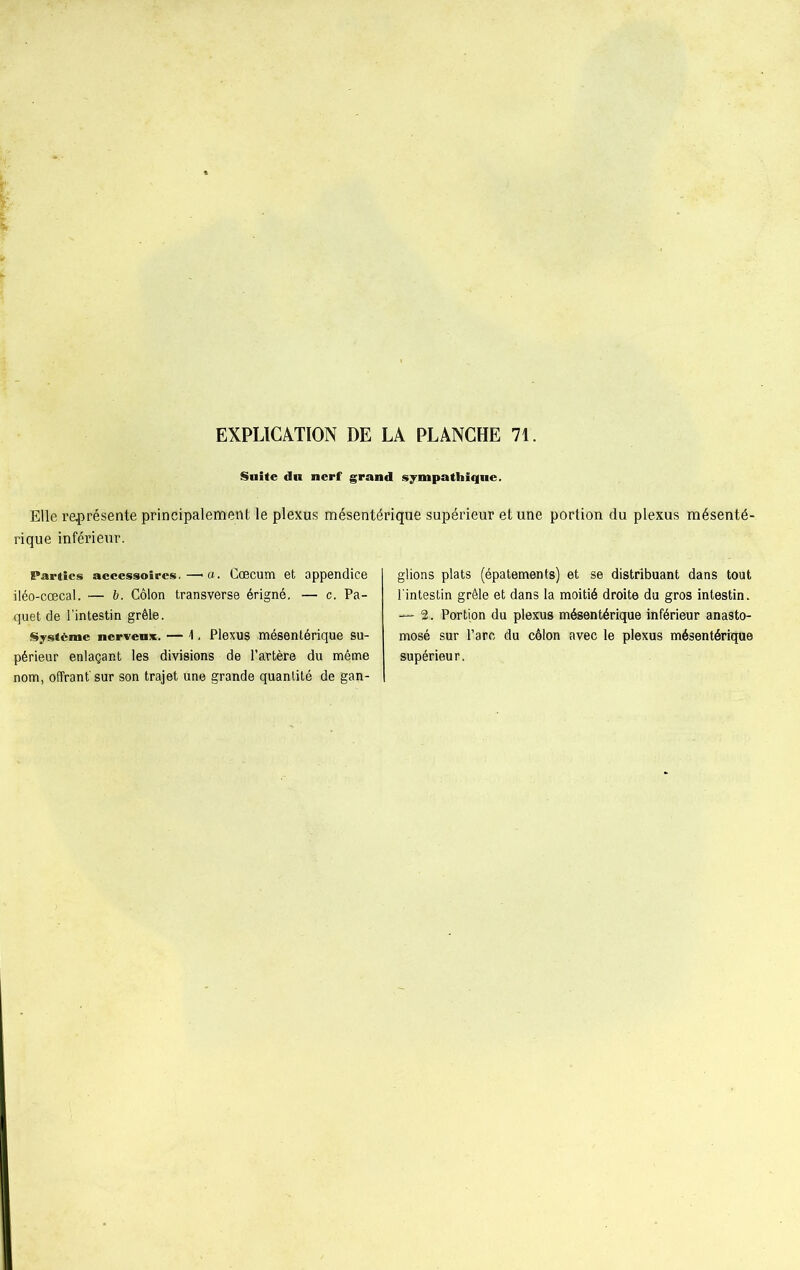 Suite du nerf grand sympathique. Elle représente principalement le plexus mésentérique supérieur et une portion du plexus mésenté- rique inférieur. Parties accessoires.—>a. Cæcum et appendice iléo-cœcal. — 6. Côlon transverse érigné. — c. Pa- quet de l'intestin grêle. Système nervenx. — 1. Plexus mésentérique su- périeur enlaçant les divisions de l’artère du même nom, offrant'sur son trajet une grande quantité de gan- glions plats (épatements) et se distribuant dans tout l'intestin grêle et dans la moitié droite du gros intestin. — 2. Portion du plexus mésentérique inférieur anasto- mosé sur l’arc du côlon avec le plexus mésentérique supérieur.