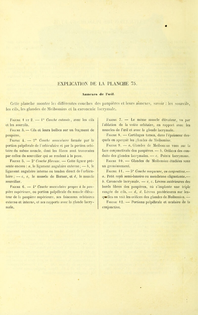 Annexes de l’ceïl. Cette planche montre les différentes couches des paupières et leurs annexes, savoir : les sourcils, les cils, les glandes de Meibomius et la caroncule lacrymale. Figure 1 et 2. 1— 1° Couche cutanée, avec les cils et les sourcils. Figure 3.— Cils et leurs bulbes sur un fragment de paupière, Figure 4. — 2° Couche musculaire formée par la portion palpébrale de î’orbiculaire et par la portion orbi- taire du même muscle, dont les fibres sont traversées par celles du sourcilier qui se rendent à la peau. Figure 5. — 3° Couche fibreuse. — Cette figure pré- sente encore : a, le ligament angulaire externe; — b, le ligament angulaire interne ou tendon direct de l’orbicu- laire ; —• c, c, le musele de Borner, et et, le muscle sourcilier. Figure 6. — 4° Couche musculaire propre à lu pau- pière supérieure, ou portion palpébrale du muscle éléva- teur de la paupière supérieure, ses faisceaux orbitaires externe et interne, et ses rapports avec la glande lacry- male» Figure 7. — Le même muscle élévateur, vu par l’ablation de la voûte orbitaire, en rapport avec les muscles de l’œil et avec la glande lacrymale. Figure 8. — Cartilages tarses, dans l’épaisseur des- quels on aperçoit les glandes de Meibomius. Figure 9. —a. Glandes de Meibomius vues sur la face conjonctivale des paupières. — b. Orifices des con- duits des glandes lacrymales. ■— c. Points lacrymaux. Figure 10. >— Glandes de Meibomius étudiées sous un grossissement. Figure 11. — 5° Couche muqueuse, ou conjonètive.— a. Petit repli semi-lunaire ou membrane clignotante.— b. Caroncule lacrymale. — c, c. Lèvres antérieures des bords libres des paupières, où s’implante une triple rangée de cils. — d, d. Lèvres postérieures sur les- quelles on voit les orifices des glandes de Meibomius. — Figure 12. — Portions palpébrale et oculaire de la conjonctive.