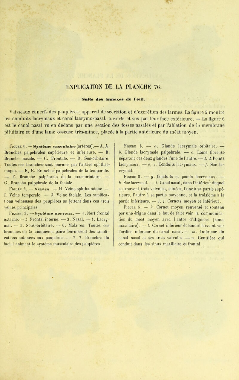 Suite «les annexes «le l’œfll, Vaisseaux et nerfs des paupières; appareil de sécrétion et d’excrétion des larmes. La figure 5 montre les conduits lacrymaux et canal lacrymo-nasal, ouverts et vus par leur face extérieure. — La figure 6 est le canal nasal vu en dedans par une section des fosses nasalès et par l’ablation de la membrane pituitaire et d’une lame osseuse très-mince, placée à la partie antérieure du méat moyen. Figure 1. — Système vasculaire (artères}.— A, À. Branches palpébrales supérieure et inférieure. —■ B. Branche nasale. — C. Frontale. — D. Sus-orbitaire. Toutes ces branches sont fournies par l’artère ophthal- mique. — E, E. Branches palpébrales de la temporale. — F. Branche palpébrale de la sous-orbitaire. —- G.. Branche palpébrale de la faciale. Figure 2. —Velues. — H. Veineophthalmique.— I. Veine temporale. — J. Veine faciale. Les ramifica- tions veineuses des paupières se jettent dans ces trois veines principales. Figure. 3. —Système nervciwx. — 1. Nerf frontal externe.—2. Frontal interne. ■—3. Nasal. — 4. Lacry- mal.— 5. Sous-orbitaire. — 6. Malaires. Toutes ces branches de la cinquième paire fournissent des ramifi- cations cutanées aux paupières. —- 7, 7, Branches du facial animant le système musculaire des paupières. Figure 4. — a. Glande lacrymale orbitaire. — b. Glande- lacrymale palpébrale. — n. Lame fibreuse séparant ces deux glandes l’une de l’autre.— d, d. Points lacrymaux. — e, e. Conduits lacrymaux. — f. Sac la- crymal-. Figure 5. — g. Conduits et points lacrymaux, — h. Sac lacrymal. — i. Canal nasal, dans l’intérieur duquel se trouvent trois valvules, situées, l’une à sa partie supé- rieure, l’autre à sa partie moyenne, et la troisième à la partie inférieure. — j, j. Cornets moyen et inférieur. Figure 6. — k. Cornet moyen renversé et soutenu par une érigne dans le but de faire voir la communica- tion du méat moyen avec l’antre d’Higmore (sinus maxillaire). — l. Cornet inférieur échancré laissant voir l’orifice inférieur du canal nasal. — m. Intérieur du canal nasal et ses trois valvules. — n. Gouttière qui conduit dans les sinus maxillaire et frontal.