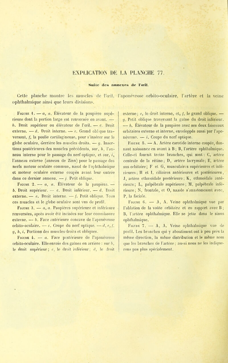 Suite «les annexes «le l’œil. Cette planche montre les muscles de l’œil, ophthalmique ainsi que leurs divisions. Figure 1. — a, a. Élévateur de la paupière supé- rieure dont la portion large est renversée en avant. — b. Droit supérieur ou élévateur de l’œil. — c. Droit externe. — d. Droit interne. — e. Grand oblique tra- versant, f, la poulie cartilagineuse, pour s’insérer sur le globe oculaire, derrière les .muscles droits. — g. Inser- tions postérieures des muscles précédents, sur, h, l’an- neau interne pour le passage du nerf optique, et sur, i, l’anneau externe (anneau de Zinn) pour le passage des nerfs moteur oculaire commun, nasal de l’ophthalmique et moteur oculaire externe coupés avant leur-entrée dans ce dernier anneau. —j. Petit oblique. Figure 2. — a, a. Élévateur de la paupière. — b. Droit supérieur. — c. Droit inférieur. — d. Droit externe. — e. Droit interne. — f. Petit oblique. Tous ces muscles et le globe oculaire sont vus de profil. Figure 3. — a, a. Paupières supérieure et inférieure renversées, après avoir été incisées sur leur commissure externe. — b. Face antérieure concave de l’aponévrose orbito-oculaire. — c. Coupe du nerf optique. —d, e}[, g, h, i. Portions des muscles droils et obliques. Figure 4. — a. Face postérieure de l’aponévrose orbito-oculaire. Elle envoie des gaines en arrière : sur h, le droit supérieur ; c, le droit inférieur ; d, le droit l’aponévrose orbito-oculaire, l’artère, et la veine externe ; e, le droit interne, et, f, le grand oblique. —- g. Petit oblique traversant la gaine du droit inférieur. — h. Élévateur de la paupière avec ses deux faisceaux orbitaires externe et interne, enveloppés aussi par l’apo- névrose. — i. Coupe du nerf optique. Figure 5. — A. Artère carotide interne coupée, don- nant naissance en avant à B ; B, l’artère ophthalmique. Celle-ci fournit treize branches, qui sont: C, artère centrale de la rétine; D, artère lacrymale; E, artère sus-orbitaire; F et G, musculaires supérieures et infé- rieures ; H et I, ciliaires antérieures et postérieures, J, artère ethmoïdale postérieure; K, ethmoïdale anté- rieure; L, palpébrale supérieure; M, palpébrale infé- rieure ; N, frontale, et O, nasale s’anastomosant avec, P, la faciale. Figure 6. — A, A. Veine ophthalmique vue par l’ablation de la voûte orbitaire et en rapport avec B ; B, l'artère ophthalmique. Elle se jette dans le sinus ophthalmique. Figure 7. — A, A. Veine ophthalmique vue de profil. Les branches qui y aboutissent ont à peu près la même direction, la même distribution et le même nom que les branches de l’artère ; aussi nous ne les indique- rons pas plus spécialement.