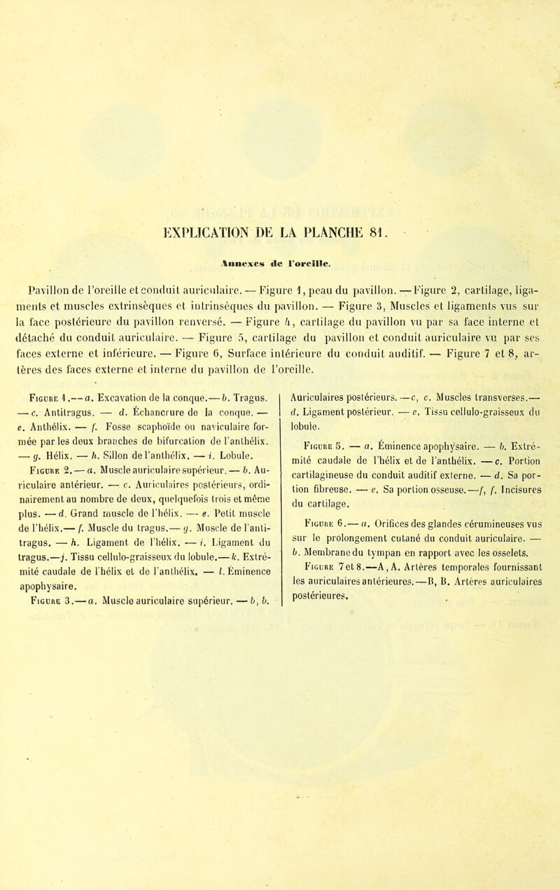 Annexes de l’oreille. Pavillon de l’oreille et conduit auriculaire. — Figure 1, peau du pavillon. —Figure 2, cartilage, liga- ments et muscles extrinsèques et intrinsèques du pavillon. — Figure 3, Muscles et ligaments vus sur la face postérieure du pavillon renversé. — Figure 4, cartilage du pavillon vu par sa face interne et détaché du conduit auriculaire. — Figure 5, cartilage du pavillon et conduit auriculaire vu par ses faces externe et inférieure. — Figure 6, Surface intérieure du conduit auditif. — Figure 7 et 8, ar- tères des faces externe et interne du pavillon de l’oreille. Figure 1.— a. Excavation de la conque.— b. Tragus. — c. Antilragus. — d. Échancrure de la conque.— e. Anthélix. — f. Fosse scaphoïde ou naviculaire for- mée parles deux branches de bifurcation de l’anlhélix. — g. Hélix. — h. Sillon del’anthélix. — i. Lobule. Figure 2. — o. Muscle auriculaire supérieur.— b. Au- riculaire antérieur. — c. Auriculaires postérieurs, ordi- nairement au nombre de deux, quelquefois trois et même plus. —d. Grand muscle de l’hélix. — e. Petit muscle de l’hélix.— f. Muscle du tragus.— g. Muscle de l’anti- tragus. — h. Ligament de l’hélix. — i. Ligament du tragus.—j. Tissu cellulo-graisseux du lobule.—k. Extré- mité caudale de l’hélix et de l’anthélix. — l. Éminence apophysaire. Figure 3.—a. Muscle auriculaire supérieur. — b, b. Auriculaires postérieurs.—c, c. Muscles transverses.— d. Ligament postérieur. —e. Tissu cellulo-graisseux du lobule. FiGunE 5. — a. Éminence apophysaire. — b. Extré- mité caudale de l’hélix et de l’anthélix. — c. Portion cartilagineuse du conduit auditif externe. — d. Sa por- tion fibreuse. — e. Sa portion osseuse.—f, f. Incisures du cartilage. Figure 6.— a. Orifices des glandes cérumineuses vus sur le prolongement cutané du conduit auriculaire. — b. Membrane du tympan en rapport avec les osselets. Figure 7et8.—A, A. Artères temporales fournissant les auriculaires antérieures,—B, B. Artères auriculaires postérieures.