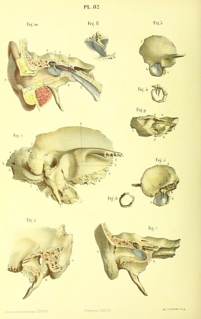 D essi né. d'après ti ature par LéV 61116 Prépare par LliÉŒViC. jjjt' ; ,pï3( rr.ria