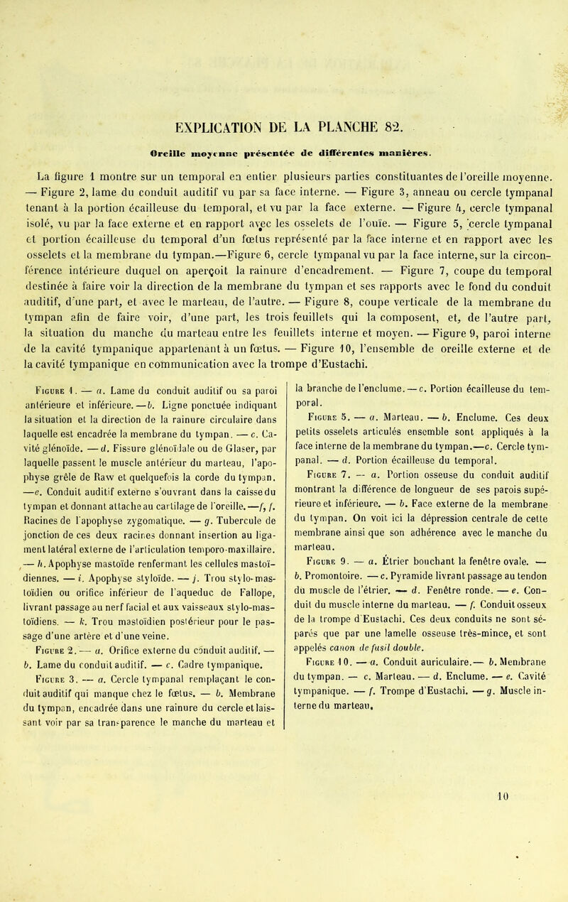 Oreille moyenne présentée de différentes manières. La figure 1 montre sur un temporal ea entier plusieurs parties constituantes de l’oreille moyenne. — Figure 2, lame du conduit auditif vu par sa face interne. — Figure 3, anneau ou cercle tympanal tenant à la portion écailleuse du temporal, et vu par la face externe. — Figure h, cercle tympanal isolé, vu par la face externe et en rapport avec les osselets de l’ouïe. — Figure 5, 'cercle tympanal et portion écailleuse du temporal d’un fœtus représenté par la face interne et en rapport avec les osselets et la membrane du tympan.—Figure 6, cercle tympanal vu par la face interne, sur la circon- férence intérieure duquel on aperçoit, la rainure d’encadrement. — Figure 7, coupe du temporal destinée à faire voir la direction de la membrane du tympan et ses rapports avec le fond du conduit auditif, d'une part, et avec le marteau, de l’autre. — Figure 8, coupe verticale de la membrane du tympan afin de faire voir, d’une part, les trois feuillets qui la composent, et, de l’autre part, la situation du manche du marteau entre les feuillets interne et moyen. — Figure 9, paroi interne de la cavité tympanique appartenant à un fœtus. — Figure 10, l’ensemble de oreille externe et de la cavité tympanique en communication avec la trompe d’Eustachi. Figure 1. — a. Lame du conduit auditif ou sa paroi antérieure et inférieure.—b. Ligne ponctuée indiquant la situation et la direction de la rainure circulaire dans laquelle est encadrée la membrane du tympan. — c. Ca- vité glénoïde. —ci. Fissure glénoïdale ou de Glaser, par laquelle passent le muscle antérieur du marteau, l’apo- physe grêle de Raw et quelquefois la corde du tympan. —e. Conduit auditif externe s’ouvrant dans la caissedu tympan et donnant attache au cartilage de l’oreille.—f, f. Racines de l apophvse zygomatique. — g. Tubercule de jonction de ces deux racines donnant insertion au liga- ment latéral externe de l’articulation temporo-maxillaire. ,— h. Apophyse mastoïde renfermant les cellules mastoï- diennes. — i. Apophyse styloïde. —j. Trou stvlo-mas- loïdien ou orifice inférieur de l’aqueduc de Fallope, livrant passage au nerf facial et aux vaisseaux stylo-mas- toïdiens. — k. Trou mastoïdien postérieur pour le pas- sage d’une artère et d’une veine. Figure 2.— a. Orifice externe du conduit auditif. — b. Lame du conduit auditif. — c. Cadre tympanique. Figure 3. — a. Cercle tympanal remplaçant le con- duit auditif qui manque chez le fœtus. — b. Membrane du tympan, encadrée dans une rainure du cercle et lais- sant voir par sa transparence le manche du marteau et la branche de l’enclume. — c. Portion écailleuse du tem- poral. Figure 5. — a. Marteau. — b. Enclume. Ces deux petits osselets articulés ensemble sont appliqués à la face interne de la membrane du tympan.—c. Cercle tym- panal. — d. Portion écailleuse du temporal. Figure 7. — a. Portion osseuse du conduit auditif montrant la différence de longueur de ses parois supé- rieure et inférieure. — b. Face externe de la membrane du tympan. On voit ici la dépression centrale de celte membrane ainsi que son adhérence avec le manche du marteau. Figure 9. — a. Étrier bouchant la fenêtre ovale. — b. Promontoire. — c. Pyramide livrant passage au tendon du muscle de l’étrier. — d. Fenêtre ronde. — e. Con- duit du muscle interne du marteau. — f. Conduit osseux de la trompe d’Eustachi. Ces deux conduits ne sont sé- parés que par une lamelle osseuse très-mince, et sont appelés canon de fusil double. Figure 10. —a. Conduit auriculaire.— b. Membrane du tympan. — c. Marteau. — d. Enclume. — e. Cavité tympanique. — f. Trompe d’Eustachi. —g. Muscle in- terne du marteau. 10