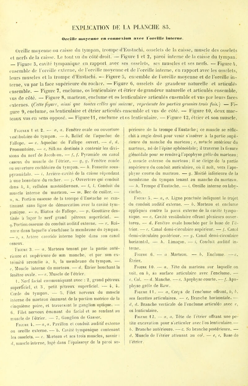 Oreille moyenne en connexion avec l’oreille interne. Oreille moyenne ou caisse du tympan, trompe d’Eustachi, osselets de la caisse, muscle des osselets et nerfs de la caisse. Le tout vu du côté droit. — Figure 1 et 2, paroi interne de la caisse du tympan. Figure 3, cavité tympanique en rapport avec ses osselets, ses muscles et ses nerfs. — Figure 4, ensemble de l’oreille externe, de l’oreille moyenne et de l’oreille interne, en rapport avec les osselets, leurs muscles et la trompe d’Eustachi. — Figure 5, ensemble de l’oreille moyenne et de l’oreille in- terne, vu par la face supérieure du rocher. — Figure 6, osselets de grandeur naturelle et articulés ensemble. — Figure 7, enclume, os lenticulaire et étrier de grandeur naturelle et articulés ensemble, vus de côté. — Figure 8, marteau, enclume et os lenticulaire articulés ensemble et vus par leurs faces externes. {Cette figure, ainsi que toutes celles qui suivent, représente les parties grossies trois fois.) —Fi- gure 9, enclume, os lenticulaire et étrier articulés ensemble et vus de côté. — Figure 10, deux mar- teaux vus en sens opposé. — Figure 11, enclume et os lenticulaire. — Figure 12, étrier et son muscle. Figures 1 et 2. — a, a. Fenêtre ovale ou ouverture vestibulaire du tympan. --b. Relief de l’aqueduc de Fallope. — c. Aqueduc de Fallope ouvert. -— d, d. Promontoire. — e. Sillons destinés à contenir les divi- sions du nerf de Jacobson. — f, f. Pyramide ou canal osseux du muscle de l’étrier. — g, g. Fenêtre ronde ou ouverture cochléaire du tympan. — h. Fossette-sous- pyramidale. — i. Arrière-cavité de la caisse répondant à une bosselure du rocher. — j. Ouverture qui conduit dans k, k, cellules mastoïdiennes. — /, l. Conduit du muscle interne du marteau. — m. Bec de cuiller. — ?i, n. Portion osseuse de la trompe d’Eustache se con- tinuant sans ligne de démarcation avec la cavité tym- panique. — o. Hiatus de Fallope. — p. Gouttière des- tinée à loger le nerf grand pétreux superficiel. — g.Portion osseuse du conduit auditif externe. — r. Rai- nure dans laquelle s’enchâsse la membrane du tympan. s s. Artère carotide interne logée dans son canal osseux. Figure 3. — a. Marteau tenant par la partie anté- rieure et supérieure de son manche,' et par son ex- trémité arrondie à, b, la membrane du tympan. — c. Muscle interne du marteau. — d. Étrier bouchant la fenêtre ovale. — e. Muscle de l’étrier. 1. Nerf facial communiquant avec : 2, grand pétreux superficiel, et 3, petit pétreux superficiel. — i, 4. Corde du tympan. — 5. Filet nerveux du muscle interne du marteau émanant de la portion motrice de la cinquième paire, et traversant le ganglion optique. — 6. Filet nerveux émanant du facial et se rendant au muscle de l’étrier. — 7. Ganglion de Gasser. Figure i. —a, a. Pavillon et conduit auditif externe ou oreille externe. — b. Cavité tympanique contenant les osselets. — c. Marteau et ses trois muscles, savoir : d, muscle interne, logé dans l’épaisseur de la paroi su- périeure de la trompe d’Eustache; ce muscle se réflé- chit à angle droit pour venir s'insérer à la partie supé- rieure du manche du marteau; e, mdsele antérieur du marteau, né de l’épine sphénoïdale; il traverse la fissuré glénoïdale pour se rendre à l’apophyse grêle du marteau ; f, muscle externe du marteau ; il se dirige de la partie supérieure du conduit auriculaire, où il naît, vers l’apo- physe courte du marteau. — g, Moitié inférieure de la membrane du tympan tenant au manche du marteau. — h. Trompe d’Eustache. —i. Oreille interne ou laby- rinthe. Figure 5. — a, a. Ligne ponctuée indiquant le trajet du conduit auditif externe. —- b. Marteau et enclume appliqués contre la paroi externe de la cavité tympa- nique. — c. Cavité vestibulaire offrant plusieurs ouver- tures. — d. Fenêtre ovale bouchée par la base de l’é- trier. — c. Canal demi-circulaire supérieur. — f. Canal demi-circulaire postérieur. — g. Canal demi-circulaire horizontal. — h. Limaçon. — i. Conduit auditif in- terne. Figure 6. — a Marteau. — b. Enclume. —c. Étrier. Figure 10. — a. Tête dû marteau sur laquelle on voit, en b, sa surface articulaire avec l’enclume. — c. Col. —d. Manche, — e. Apophyse courte. — f. Apo- physe grêle de Raw. Figure 1 1. — a, Corps de l'enclume offrant, b, b, ses facettes articulaires. — c. Branche horizontale. — d, d. Branche verticale de l’enclume articulée avec e, os lenticulaire. Figure 12. — a, a. Tête de l’étrier offrant une pe- tite excavation pour s’articuler avec l’os lenticulaire.— b. Branche antérieure. —c. Sa branche postérieure. — d. Muscle de l’étrier attenant au col. — e, e. Base de l’étrier.