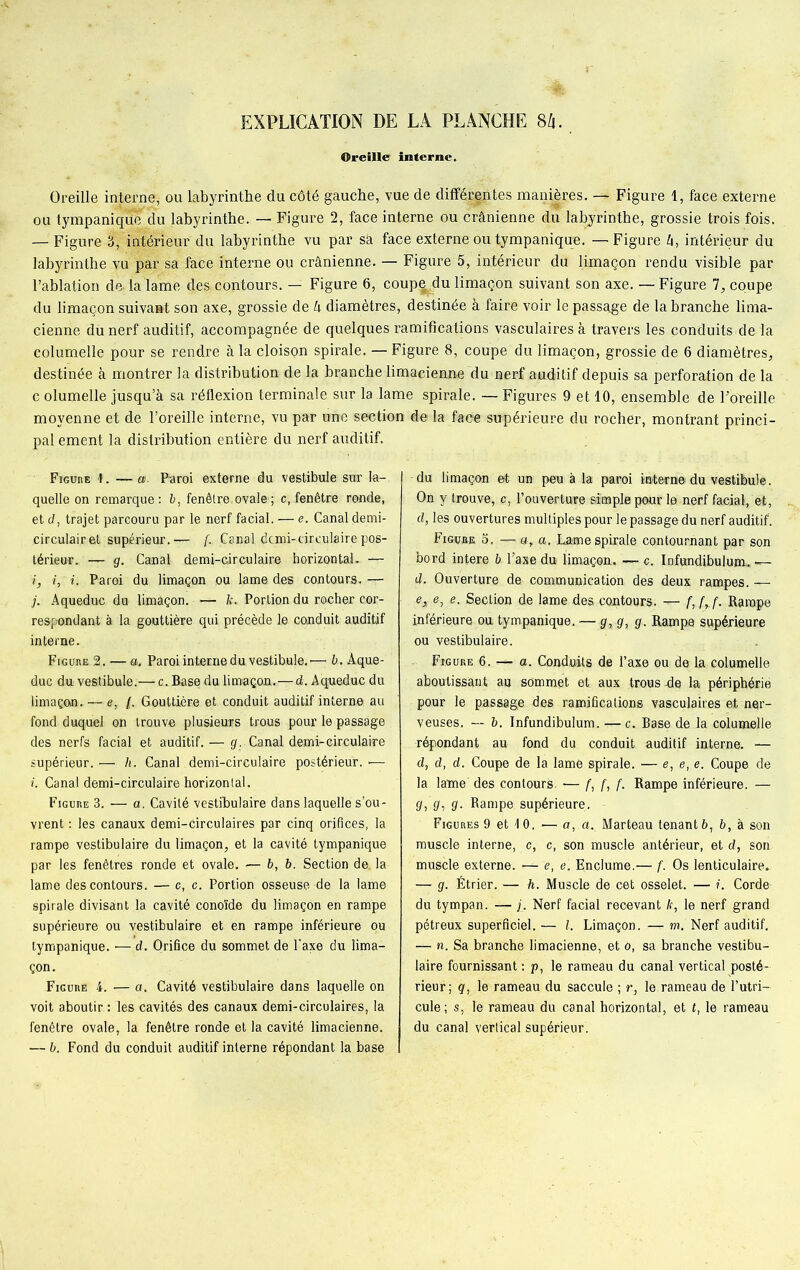 Oreille interne. Oreille injerne, ou labyrinthe du côté gauche, vue de différentes manières. — Figure 1, face externe ou tympaniqde du labyrinthe. — Figure 2, face interne ou crânienne du labyrinthe, grossie trois fois. — Figure 3, intérieur du labyrinthe vu par sà face externe ou tympanique. — Figure â, intérieur du labyrinthe vu par sa face interne ou crânienne. — Figure 5, intérieur du limaçon rendu visible par l’ablation de-la lame des contours. — Figure 6, coupeéu limaçon suivant son axe. — Figure 7, coupe du limaçon suivant son axe, grossie de k diamètres, destinée à faire voir le passage de la branche lima- cienne dù nerf auditif, accompagnée de quelques ramifications vasculaires à travers les conduits de la columelle pour se rendre à la cloisçn spirale. — Figure 8, coupe du limaçon, grossie de 6 diamètres, destinée à montrer la distribution de la branche limacienne du nerf auditif depuis sa perforation de la c olumelle jusqu’à sa réflexion terminale sur la lame spirale. — Figures 9 et 10, ensemble de l’oreille moyenne et de l’oreille interne, vu par une section de la face supérieure du rocher, montrant princi- pal ement la distribution entière du nerf auditif. Figure 1. — ». Paroi externe du vestibule sur la- quelle on remarque: 6, fenêtre, ovale ; c, fenêtre ronde, et d, trajet parcouru par le nerf facial. — e. Canal demi- eirculairet supérieur.— {. Canal dcmi-circulairepos- térieur. — g. Canal demi-circulaire horizontal. — i, i, i. Paroi du limaçon ou lame des contours.— j. Aqueduc du limâçon. k. Portion du rocher cor- respondant à la gouttière qui précède le conduit auditif interne. Figure 2. — a. Paroi interne du vestibule. •—- b. Aque- duc du vestibule.—- c. Base du limaçon.—d. Aqueduc du limaçon. — e, (. Gouttière et conduit auditif interne au fond duquel on trouve plusieurs trous pour le passage des nerfs facial et auditif. — g. Canal demi-circulaire supérieur. — h. Canal demi-circulaire postérieur. — i. Canal demi-circulaire horizontal. Figure 3. — a. Cavité vestibulaire dans laquelle s’ou- vrent : les canaux demi-circulaires par cinq orifices, la rampe vestibulaire du limaçon, et la cavité tympanique par les fenêtres ronde et ovale. — b, b. Section de, la lame des contours. — c, c. Portion osseuse de la lame spirale divisant la cavité conoïde du limaçon en rampe supérieure ou vestibulaire et en rampe inférieure ou tympanique. ■— d. Orifice du sommet de l'axe du lima- çon. Figure 4. — a. Cavité vestibulaire dans laquelle on voit aboutir : les cavités des canaux demi-circulaires, la fenêtre ovale, la fenêtre ronde et la cavité limacienne. — b. Fond du conduit auditif interne répondant la base du limaçon et un peu à la paroi interne du vestibule. On y trouve, c, l’ouverture simple pour la nerf facial, et, d, les ouvertures multiples pour le passage du nerf auditif. Figure S. — a, a. Lame spirale contournant par son bord intere b l’axe du limaçon,. — c. Infundibulum,. — d. Ouverture de communication des deux rampes. — e, e, e. Section de lame des contours. — f, f, f. Rampe inférieure ou tympanique. — g, g, g. Rampe supérieure ou vestibulaire. Figure 6. — a. Conduits de l’axe ou de la columelle aboutissant au sommet et aux trous -de la périphérie pour le passage des ramifications vasculaires et ner- veuses. -- b. Infundibulum. — c. Base de la columelle répondant au fond du conduit auditif interne. — d, d, d. Coupe de la lame spirale. — e, e, e. Coupe de la lame des contours. — f, f, f. Kampe inférieure. — g, g, g. Rampe supérieure. Figures 9 et 10. — a, a. Marteau tenante, b, à son muscle interne, c, c, son muscle antérieur, et d, son muscle externe. — e, e. Enclume.— f. Os lenticulaire.. — g. Étrier. — h. Muscle de cet osselet. — Corde du tympan. — j. Nerf facial recevant fr, le nerf grand pétreux superficiel. — l. Limaçon. — m. Nerf auditif. — n. Sa branche limacienne, et o, sa branche vestibu- laire fournissant : p, le rameau du canal vertical posté- rieur; q, le rameau du saccule ; r, le rameau de l’utri- cule; s, le rameau du canal horizontal, et f, le rameau du canal vertical supérieur.