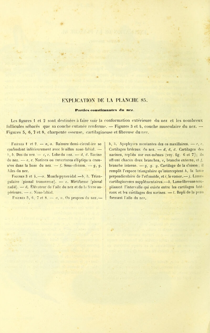 Parties constituantes «lu ne/. Les figures 1 et 2 sont destinées à faire voir la conformation extérieure du nez et les nombreux follicules sébacés que sa couche cutanée renferme. — Figures 3 et 4, couche musculaire du nez. — Figures 5, 6, 7 et 8, charpente osseuse, cartilagineuse et fibreuse du nez. Figures 1 et 2. — a, a. Rainure demi-circulaire se confondant inférieurement avec le sillon naso-labial. — b, b. Dos du nez,— c, c. Lobe du nez. — d, d. Racine du nez. — e, e. Narines ou ouvertures elliptiques creu- sées dans la base du nez. — f. Sous-cloison. — g, g- Ailes du nez. Figures 3 et i.—a. Muscle pyramidal.—b, b. Trian- gulaire (pinnal transverse). ■— c. Mirtiforme (pintial radié). —* d. Élévateur de l’aile du néz et de la lèvre su- périeure. — e. Naso-labial. Figures 5, 6. 7 et 8. — a, a. Os propres du nez.— b, b. Apophyses montantes des os maxillaires. — c, c. Cartilages latéraux du nez. — d, d, d. Cartilages des narines, repliés sur eux-mêmes (voy. fig. 6 et 7); ils offrent chacun deux branches, e, branche externe, et f, branche interne. —g, g. g. Cartilage de la cloison ; il remplit l’espace triangulaire qu’interceptent A, la lame perpendiculaire de l’ethmoïde, et i, levomer.—j. Lames cartilagineuses supplémentaires.—k. Lame fibreuse rem- plissant l’intervalle qui existe entre les cartilages laté- raux et les cartilages des narines. — /. Repli de la peau formant l’aile du nez.