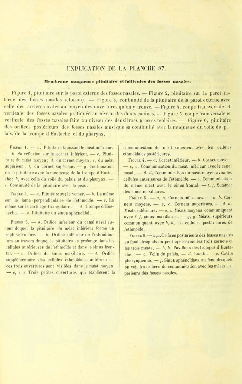 VIenslirane muqueuse pituitaire et follicules des fosses nasales. i'i. •;:«, • fa >1-'' Figure 1, pituitaire sur la paroi externe des fosses nasales. — Figure 2, pituitaire sur la paroi in- terne des fosses nasales (cloison). — Figure 3, continuité de la pituitaire de la paroi externe avec celle des arrière-cavités au moyen des ouvertures qu’on y trouve. «—Figure h, coupe transversale et verticale des fosses nasales pratiquée au niveau des dents canines. — Figure 5, coupe transversale et verticale des fosses nasales faite au niveau des deuxièmes grosses molaires. — Figuré 6, pituitaire des orifices postérieurs des fosses nasales ainsi que sa continuité avec la muqueuse du voile du pa- lais/de la trompe d’Eustache et du pharynx. Figure 1. —a. Pituitaire tapissant le méat inférieur. — b. Sa réflexion sur le cornet inférieur. — c. Pitui- taire du méat moyen; d, du ccrnet moyen; e, du méat supérieur ; f, du cornet supérieur. — g. Continuation de la pituitaire avec la muqueuse de la trompe d’Eusta- che; fr, avec celle du voile du palais et du pharynx. — i. Continuité de la pituitaire avec la peau. Figure 2. — a. Pituitaire sur le vomer.— b. La même sur la lame perpendiculaire de l’ethmoïde-. —-.c, La même sur le cartilage triangulaire. —d. Trompe d’Eus- tache. — e. Pituitaire du sinus sphénoïdal. Figure 3. — a. Orifice inférieur du canal nasal au- tour duquel la pituitaire du méat inférieur forme un repli valvulaire. — b. Orifice inférieur de l’infundibu- lum au travers duquel la pituitaire se prolonge dans les cellules antérieures del’ethmoïde et dans le sinus fron- tal. — c. Orifice du sinus maxillaire. — d. Orifice supplémentaire des cellules ethmoïdales antérieures : ces trois ouvertures sont visibles dans le méat moyen. — e, e, e. Trois petites ouvertures qui établissent la communication du méat supérieur avec les cellules ethmoïdales postérieures. Figure 4. — a. Cornet inférieur. — b Cornet moyen. — c, c. Communication du méat inférieur avec le canal nasal. — d, d. Communication du méat moyen avec les cellules antérieures de l’ethmoïde. — e. Communication du même méat avec le sinus frontal. —f, f. Sommet des sinus maxillaires. Figure 5.— a, a. Cornets inférieurs. — b, b. Cor- nets moyens. — c, c. Cornets supérieurs. -— d, d. Méats inférieurs. — e, e. Méats moyens communiquant avec f, f, sinus maxillaires. — g, g. Méats supérieurs communiquant avec k, k, les cellules postérieures de l’ethmoïde. Figure 6.— a,a.Orifices postérieurs des fosses nasales au fond desquels on peut apercevoir les trois cornets et les trois méats. —b, b. Pavillons des trompes d’Eusta- ehe. — c. Voile du palais. — d. Luette. — e. Cavité pharyngienne. — /. Sinus sphénoïdaux au fond desquels on voit les orifices de communication avec les méats su- périeurs dés fosses nasales.