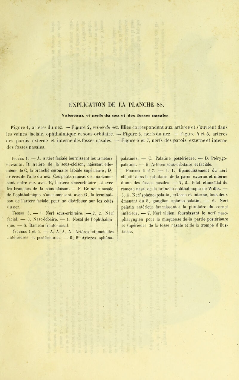 Vaisseaux cl nerfs du nez et des fosses nasales. Figure 1, artères du nez. — Figure 2, veinesclu nez. Elles correspondent aux artères et s’ouvrent dans les veines faciale, ophthalmique et sous-orbitaire. — Figure 3, nerfs du nez. — Figure, A et 5, artères des parois externe et interne des fosses nasales. — Figure 6 et 7, nerfs des parois externe et interne des fosses nasales. Figure 1. — A. Artère faciale fournissant les rameaux suivants : B. Artère de la sous-cloison, naissant elle- même de C, la branche coronaire labiale supérieure ; D, artères de l’aile du nez. Ces petits rameaux s’anastomo- sent entre eux avec E, l’artère sous-orbitaire, et avec les branches de la sous-cloison. — F. Branche nasale de l’ophthalmique s’anastomosant avec G, la terminai- son de l’artère faciale, pour se distribuer sur les côtés du nez. Figure 3. — 1. Nerf sous-orbitaire ; —2, 2. Nerf facial. — 3. Naso-lobaire. — 4. Nasal de l’ophthalmi- que. — S. Rameau fronto-nasal. Figures 4 et 5. — A, A. A, A. Artères ethmoïdales antérieures et postérieures. — B, B. Artères sphéno- palatines. — C. Palatine postérieure. — D. Ptérygo- palatine. -— E. Artères sous-orbitaire et faciale. Figures 6 et 7. — 1,1. Épanouissement du nerf olfactif dans la pituitaire de la paroi externe et interne d’une des fosses nasales. —2, 2. Filet elhmoïdal du rameau nasal de la branche ophthalmique de Willis. — 3, 4. Nerfsphéno-palatin, externe et interne, tous deux émanant du 5, ganglion sphéno-palatin. — 6. Nerf palatin antérieur fournissant à la pituitaire du cornet ' inférieur. — 7. Nerf vidien fournissant le nerf naso- pharyngien pour la muqueuse de la partie postérieure et supérieure de la fosse nasale et de la trompe d’Eus- taohe.