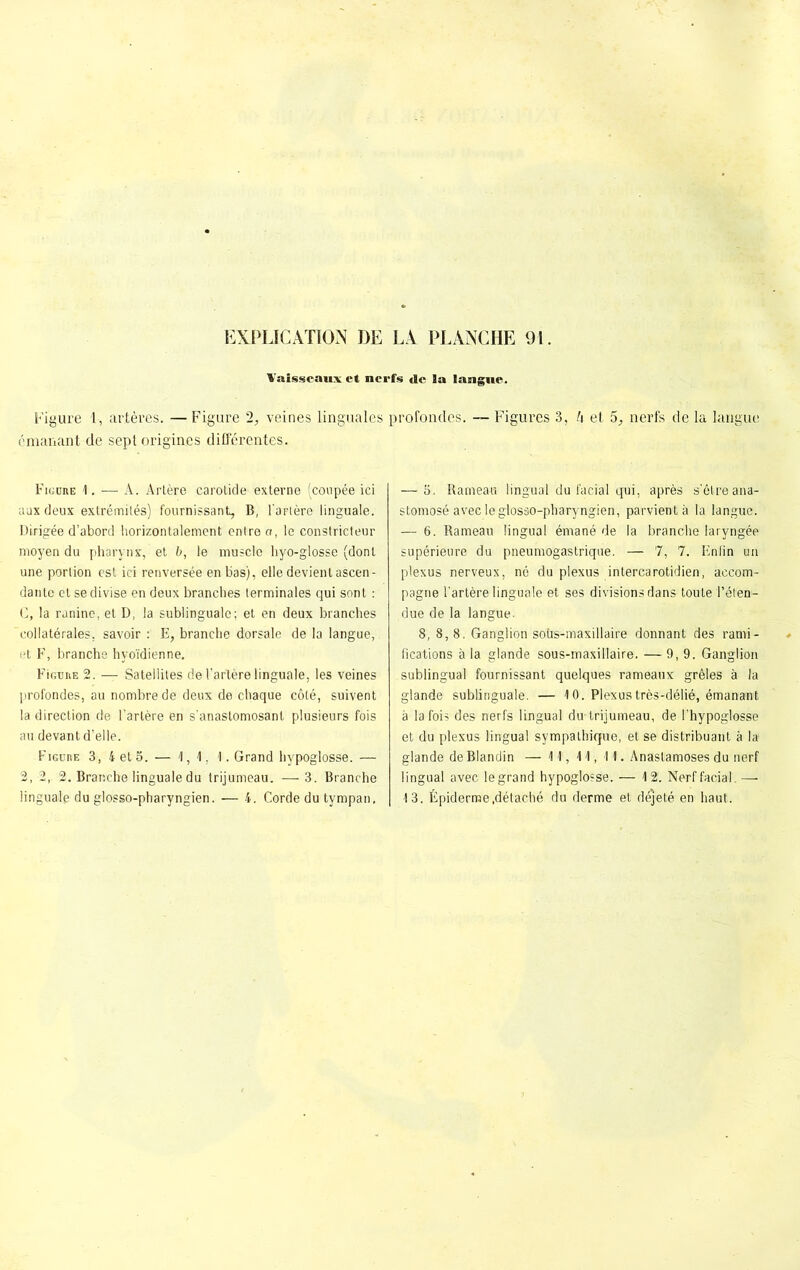 Vaisseaux et nerfs de la langue. Figure 1, artères. —Figure 2, veines linguales profondes. — Figures 3, h et 5, nerfs de la langue émanant de sept origines differentes. Figure 1. — A. Artère carotide externe (coupée ici aux deux extrémités) fournissant, B, l'aFtère linguale. Dirigée d’abord horizontalement entre a, le constricteur moyen du pharynx, et b, le muscle hyo-glosse (dont une portion est ici renversée en bas), elle devient ascen- dante et se divise en deux branches terminales qui sont : G, la ranine, et D, la sublinguale; et en deux branches collatérales, savoir : E, branche dorsale de la langue, et F, branche hyoïdienne. Figure 2. — Satellites de l'artère linguale, les veines profondes, au nombre de deux de chaque côté, suivent la direction de l’artère en s’anastomosant plusieurs fois au devant d’elle. Figure 3, 4 et 5. — 1,4, 4. Grand hypoglosse. — 2, 2, 2. Branche linguale du trijumeau. —■ 3. Branche linguale du glosso-pharyngien. — 4. Corde du tympan. — 5. Rameau lingual du facial qui, après s’être ana- stomosé avec le glosso-pharyngien, parvient à la langue. — 6. Rameau lingual émané de la branche laryngée supérieure du pneumogastrique. — 7, 7. Enfin un plexus nerveux, né du plexus intercarotidien, accom- pagne l’artère linguale et ses divisions dans toute l’éten- due de la langue. 8, 8,8. Ganglion sotis-maxillaire donnant des rami- fications à la glande sous-maxillaire. — 9,9. Ganglion sublingual fournissant quelques rameaux grêles à la glande sublinguale. — 10. Plexus très-délié, émanant à la fois des nerfs lingual du-trijumeau, de l’hypoglosse et du plexus lingual sympathique, et se distribuant à la glande de Blandin — 11, 11, 11. Anaslamoses du nerf lingual avec le grand hypoglosse. — 12. Nerf facial. — 13. Épiderme .détaché du derme et déjeté en haut.