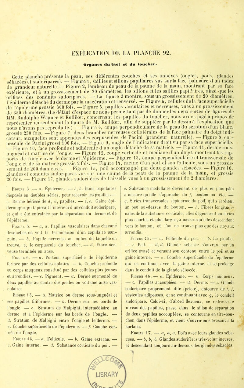 Organes du tact et du toucher. Cette planche présente la péau, ses différentes couches et ses annexes (ongles, poils, glandes sébacées et sudoripares). — Figure!, saillies et sillons papillaires vus sur la face palmaire d’un index de grandeur naturelle. — Figure 2, lambeau de peau de la paume de la main, montrant par sa face extérieure, et à un grossissement de 20 diamètres, les sillons et les saillies papillaires, ainsi que les orifices des conduits sudoripares. — La figure 3 montre, sous un grossissement de 20 diamètres, l’épiderme détaché du derme par la macération et renversé. — Figure li, cellules delà face superficielle de l’épiderme grossie 300 fois. — Figure 5, papilles vasculaires et nerveuses, vues à un grossissement de 350 diamètres. (Le défaut d’espace ne nous permettant pas de donner les deux sortes de figures de MM. Rudolphe Wagner et Kolliker, concernant les papilles du toucher, nous avons jugé à propos de représenter ici seulement la figure de M. Kolliker, afin de suppléer par le dessin à l’explication que nous n’avons pas reproduite.) — Figure 6, coupe perpendiculaire de la peau du scrotum d’un blanc, grossie 250 fois. — Figure 7, deux branches nerveuses collatérales de la face palmaire du doigt indi- cateur, auxquelles sont appendus des corpuscules de Pacini (grandeur naturelle). — Figure 8, cor- puscule de Pacini grossi 100 fois. — Figure 9, ongle de l’indicateur droit vu par sa face superficielle. — Figure 10, face profonde et adhérente d’un ongle détaché de sa matrice. — Figure 11, derme sous- unguéal et matrice de l’ongle. — Figure 12, coupe verticale et médiane d’un doigt, montrant les rap- ports de l’ongle avec le derme et l’épiderme. — Figure 13, coupe perpendiculaire et transversale de l’ongle et de sa matrice grossie 2 fois. — Figure lü, racine d’un poil et son follicule, sous un grossis- sement de 200 diamètres. — Figure 15, poil accompagné par deux glandes sébacées. — Figure 16, glandes et conduits sudoripares vus sur une coupe de la peau de la paume de la main, et grossis 20 fois. — Figure 17, glandes sudoriféres de l’aisselle vues à un grossissement de 2 diamètres. Figure 3.— a. Épiderme. —b, b. Étuis papillaires disposés en doubles séries, pour recevoir les papilles.— c. Derme hérissé de d, d, papilles. — e, e. Gaine épi- dermique qui tapissait l’intérieur d’un conduit sudoripare, et qui a été entraînée par la séparation du derme et de l’épiderme. Figure 8. — a, a. Papilles vasculaires dans chacune desquelles on voit la terminaison d’un capillaire san- guin. — b. Papille nerveuse au milieu de laquelle on trouve, c, le corpuscule du toucher. — d. Fibre ner- veuse terminée en anse. Figure 6.—a. Portion superficielle de l’épiderme formée par des cellules aplaties — b. Couche profonde ou corps muqueux constitué par des cellules plus jeunes et arrondies. — c. Pigment. — d. Derme surmonté de deux'papilles au centre desquelles on voit une anse vas- culaire. Figure 13. — a. Matrice ou derme sous-unguéal et ses papilles filiformes. — b. Derme sur les bords de l’ongle. — c. Stratum de Malpighi, intermédiaire au derme et à l’épiderme sur les bords de l’ongle. — d. Stratum de Malpighi entre l’ongle et le derme. — e. Couche superficielle de l’épiderme. — f. Couche cor- née de l’ongle. Figure 14. —a. Follicule. — b. Gaîne externe. — c. Gaine interne. — d. Substance corticale du poil. — e. Substance médullaire devenant de plus en plus pâle à mesure qu’elle s’approche du f, bouton ou tête. — g. Stries transversales (épiderme du poil) qui s’arrêtent un peu au-dessus du bouton. — h. Fibres longitudi- nales delà substance corticale; elles dégénèrent en stries plus courtes et plus larges, à mesure qu’elles descendent vers le bouton, où l’on ne trouve plus que des noyaux arrondis. Figure 15. — a. Follicule du poil. — b. La papille. — c. Poil. — d, d. Glande sébacée s’ouvrant par un orifice évasé et versant son contenu entre le poil et sa gaîne interne. — e. Couche superficielle de l’épiderme qui se continue avec la gaîne interne, et se prolonge dans le conduit de la glande sébacée. Figure 16. — a. Épiderme. — b. Corps muqueux. — c. Papilles accouplées. — d. Derme. —e. Glande sudoripare proprement dite (pelote), entourée de f, f, vésicules adipeuses, et se continuant avec g, le conduit sudoripare. Celui-ci, d’abord flexueux, se redresse au niveau des papilles, passe dans le sillon de séparation de deux papilles accouplées, se contourne en tire-bou- chon dans l’épiderme, et vient s’ouvrir en s’évasant à la surface. Figure 17. — a, a, a. Poi!s avec leurs glandes séba- cées. — b, b, b. Glandes sudoriféres très-volumineuses, et descendant toujours au-dessous des glandes sébacées. 1