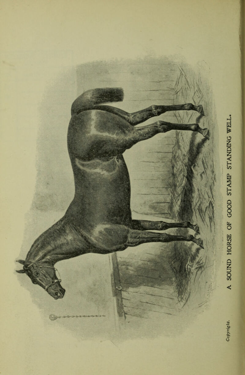 Copyright. A SOUND HORSE OF GOOD STAMP STANDING WELL,
