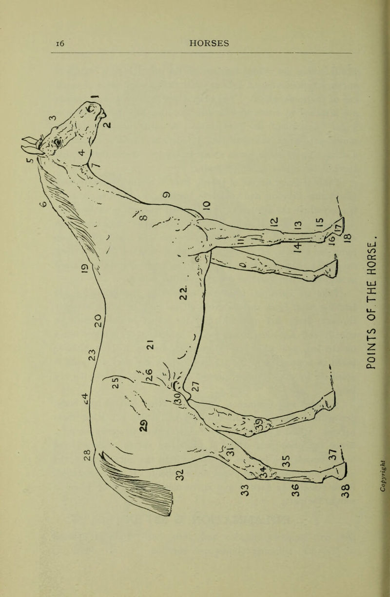 POINTS OF THE HORSE.