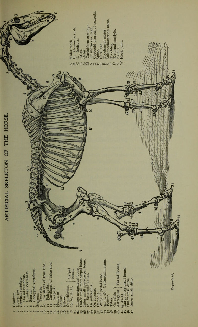 ARTIFICIAL SKELETON OF THE HORSE Copyright.